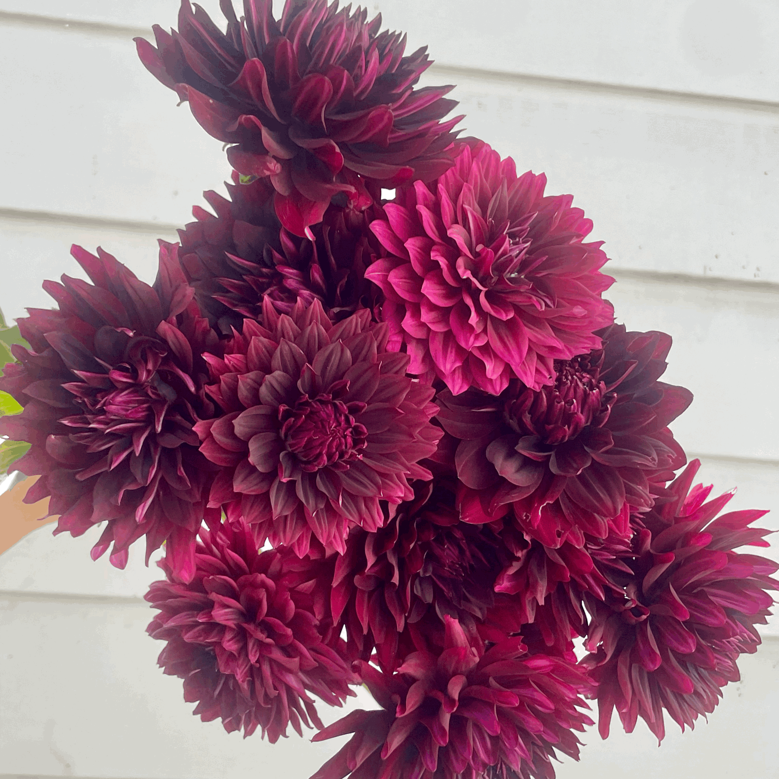 holly hill black beauty dahlia flower grown from tuber in Canada