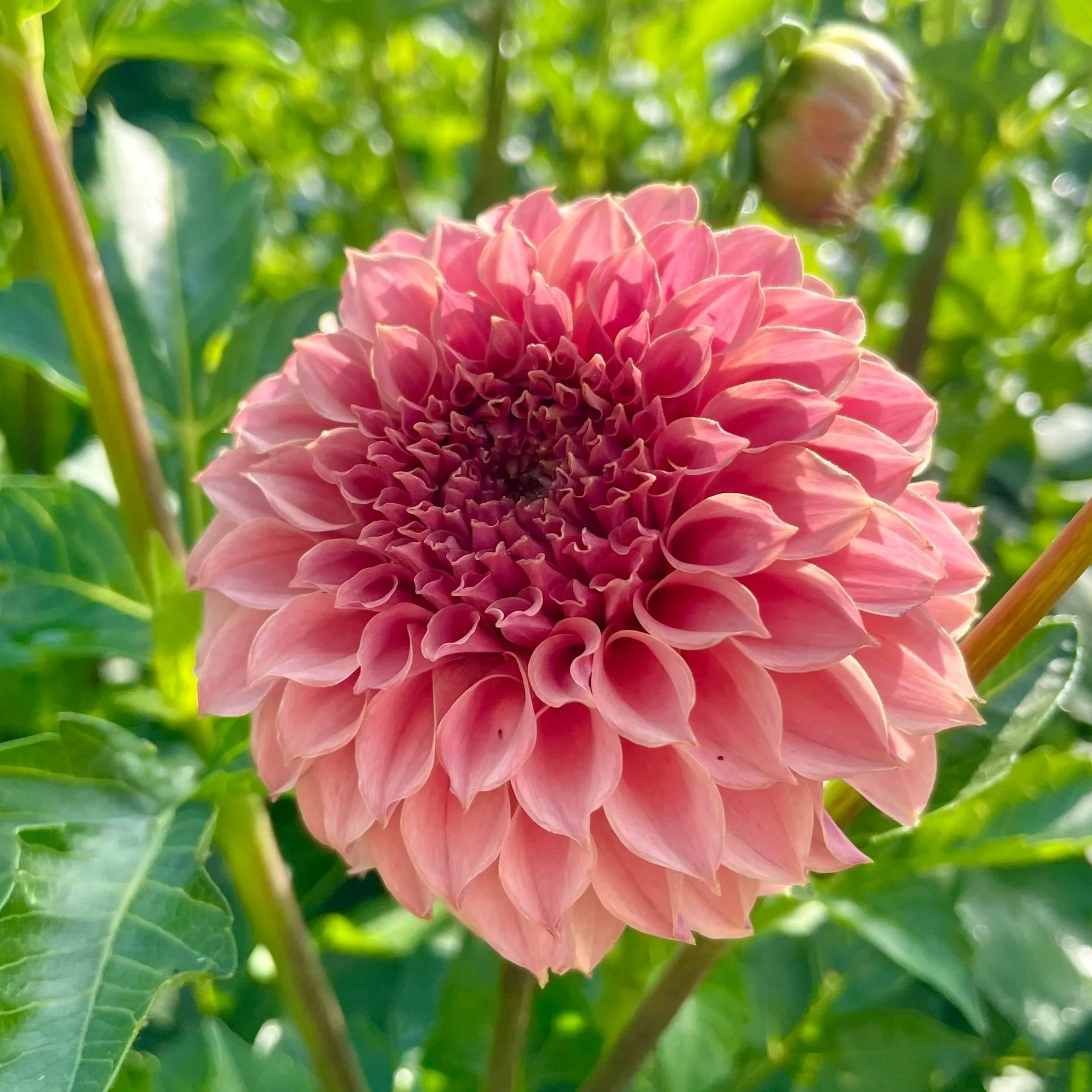 KA-Coral-Sea-Dahlia-Tuber.jpg