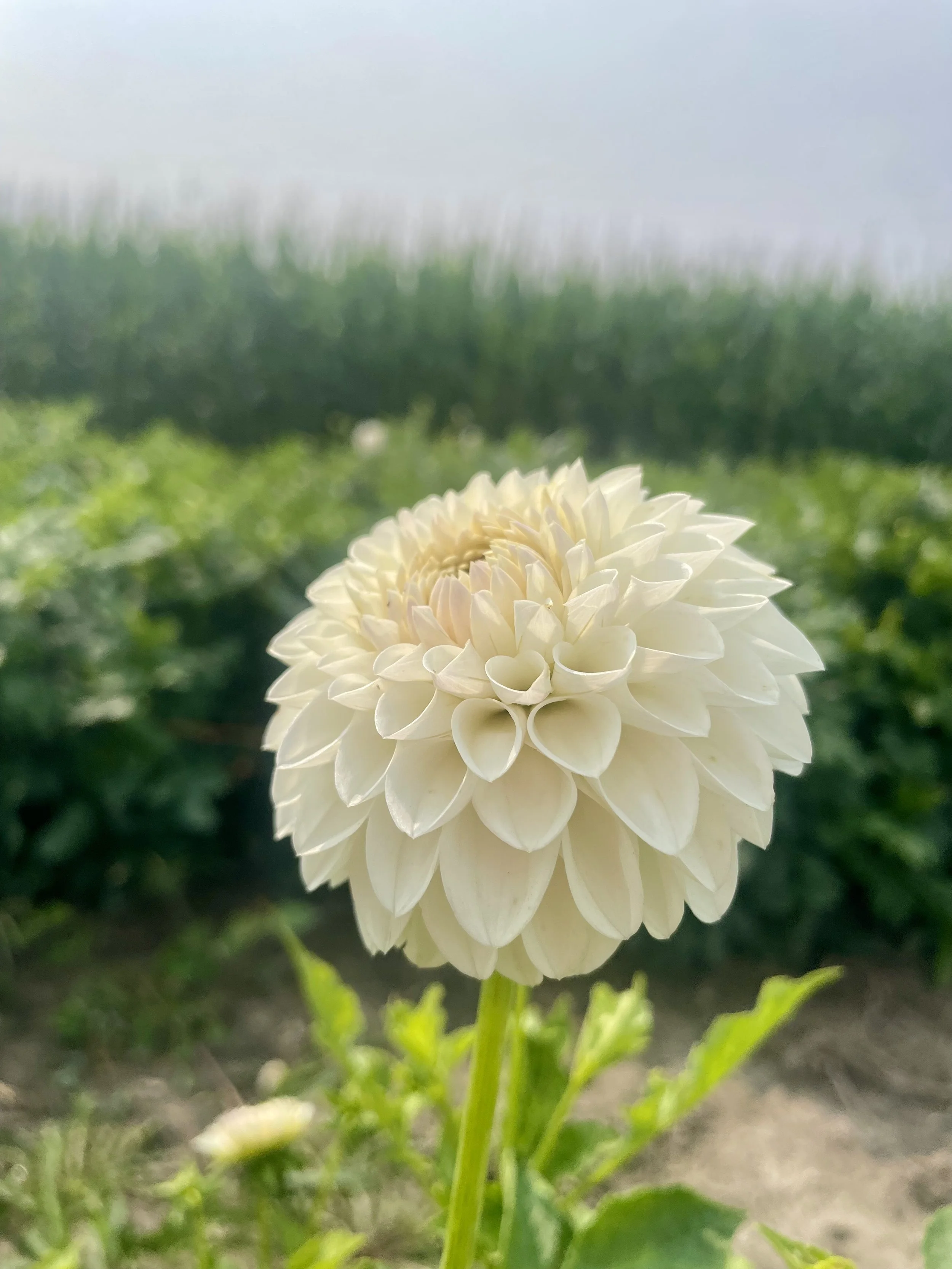 Ferncliff Pearl Dahlia Tuber