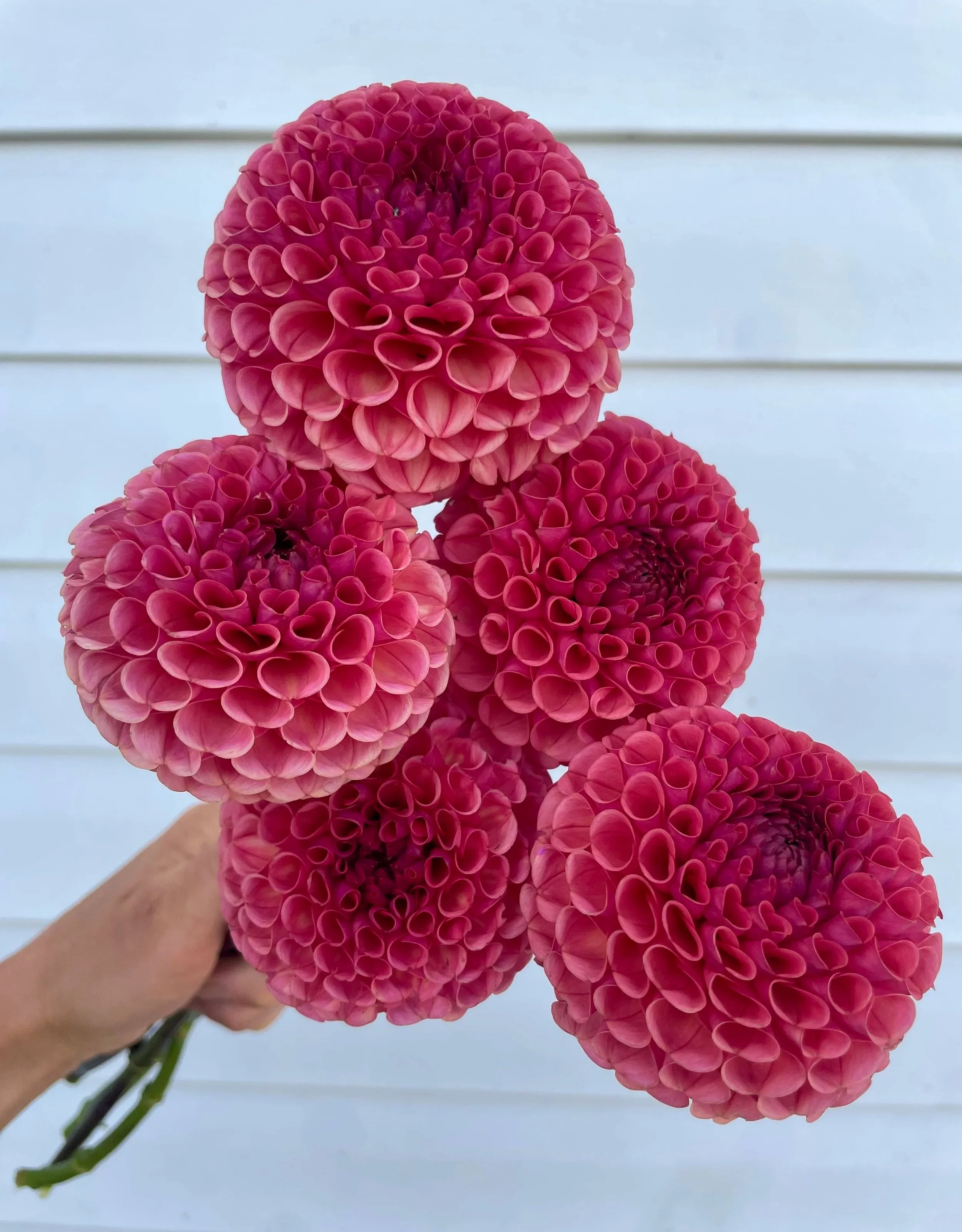 Ferncliff Rusty Dahlia Clump