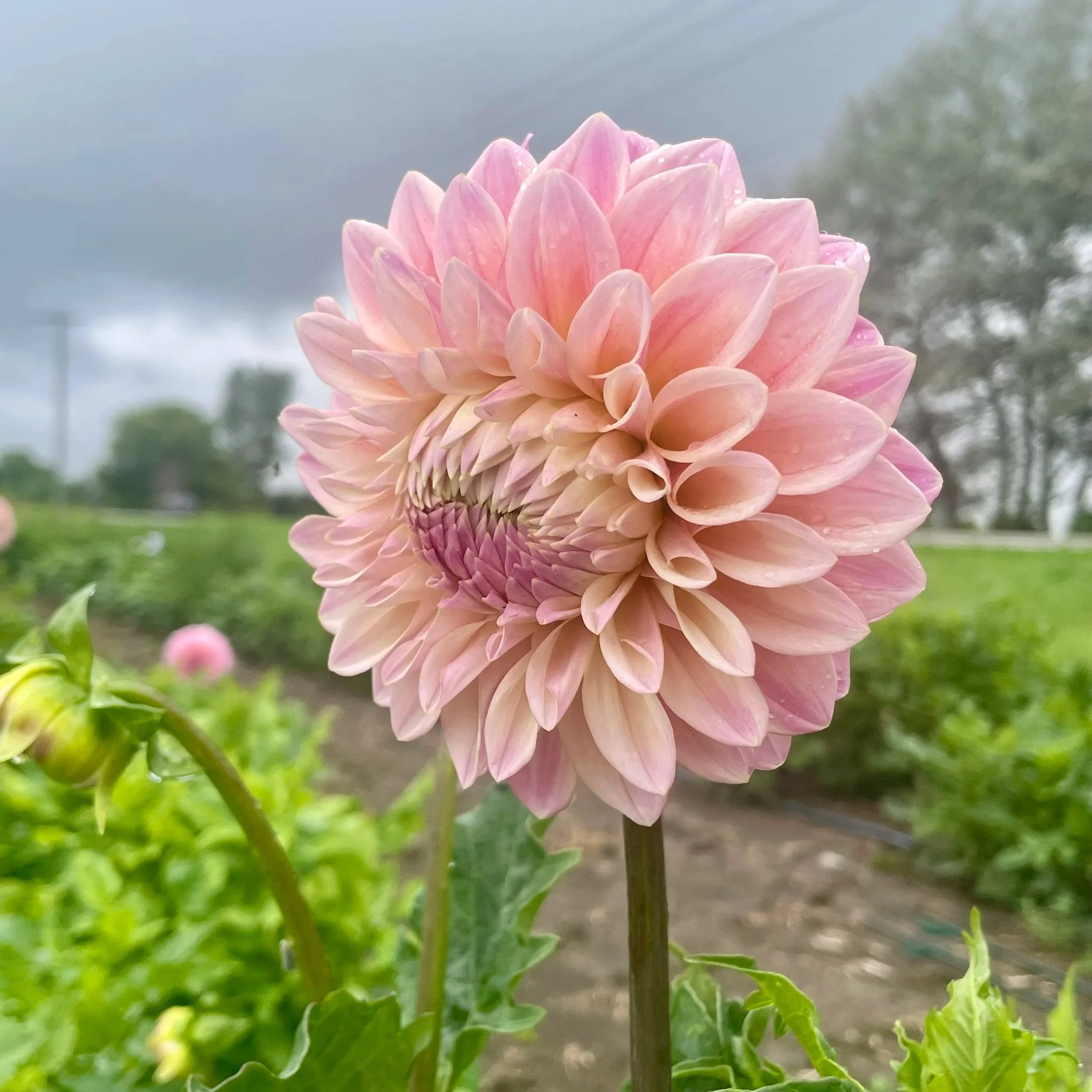 Coralie-Dahlia-Tuber.jpg