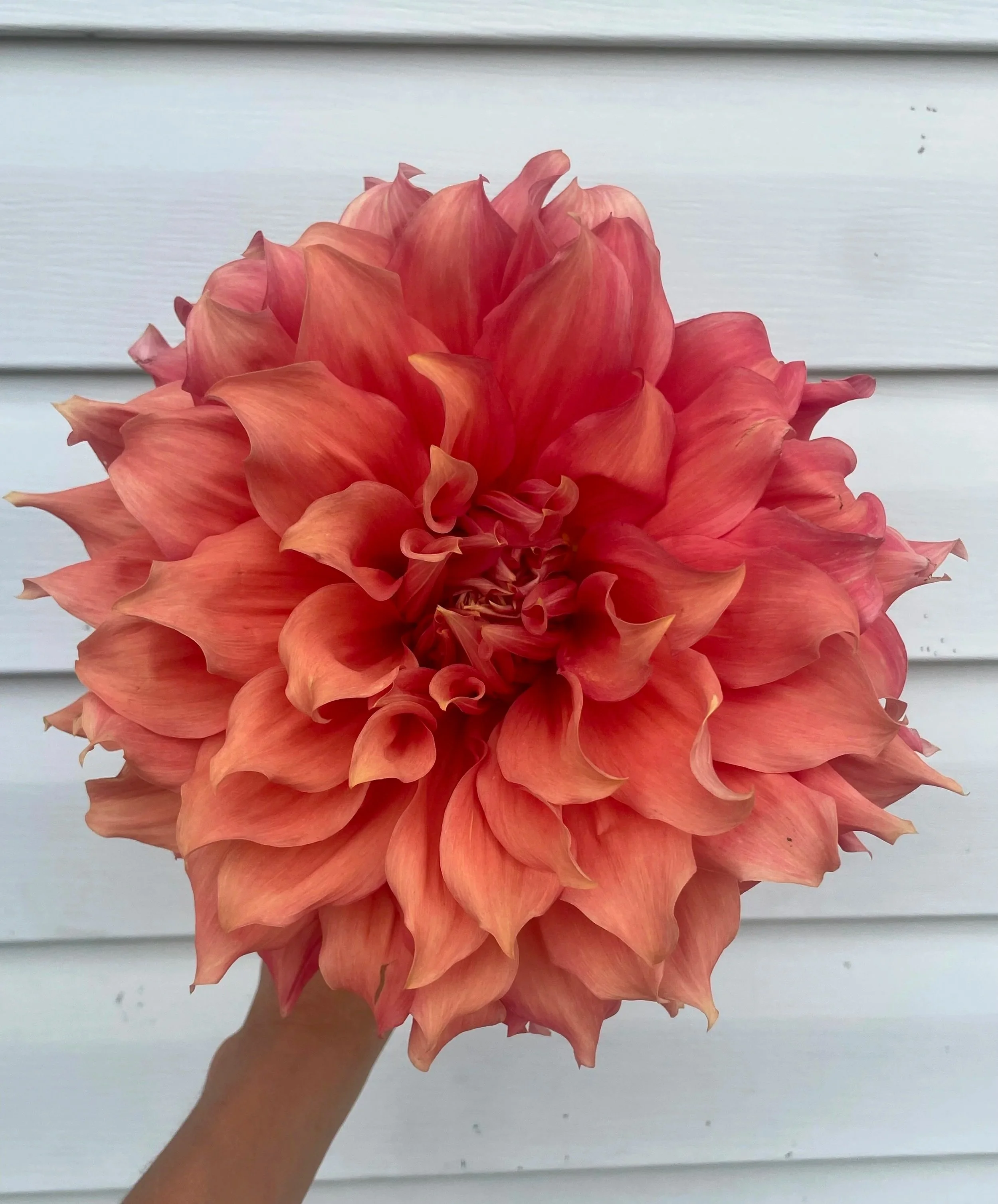 sierra-glow-dahlia-tuber-canada1.jpg