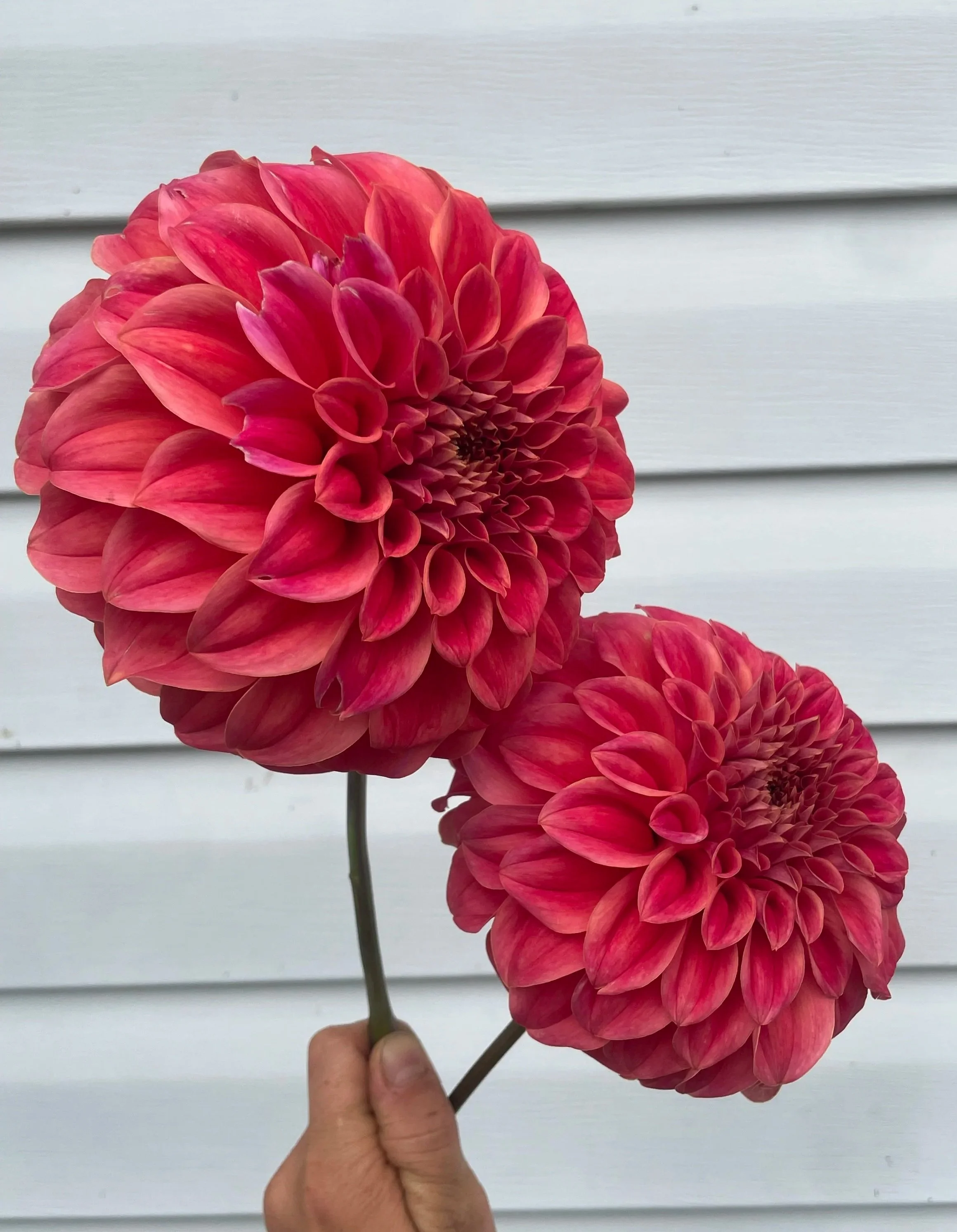 Sylvia-Craig-Hunter-Dahlia-tuber-canada1.jpg