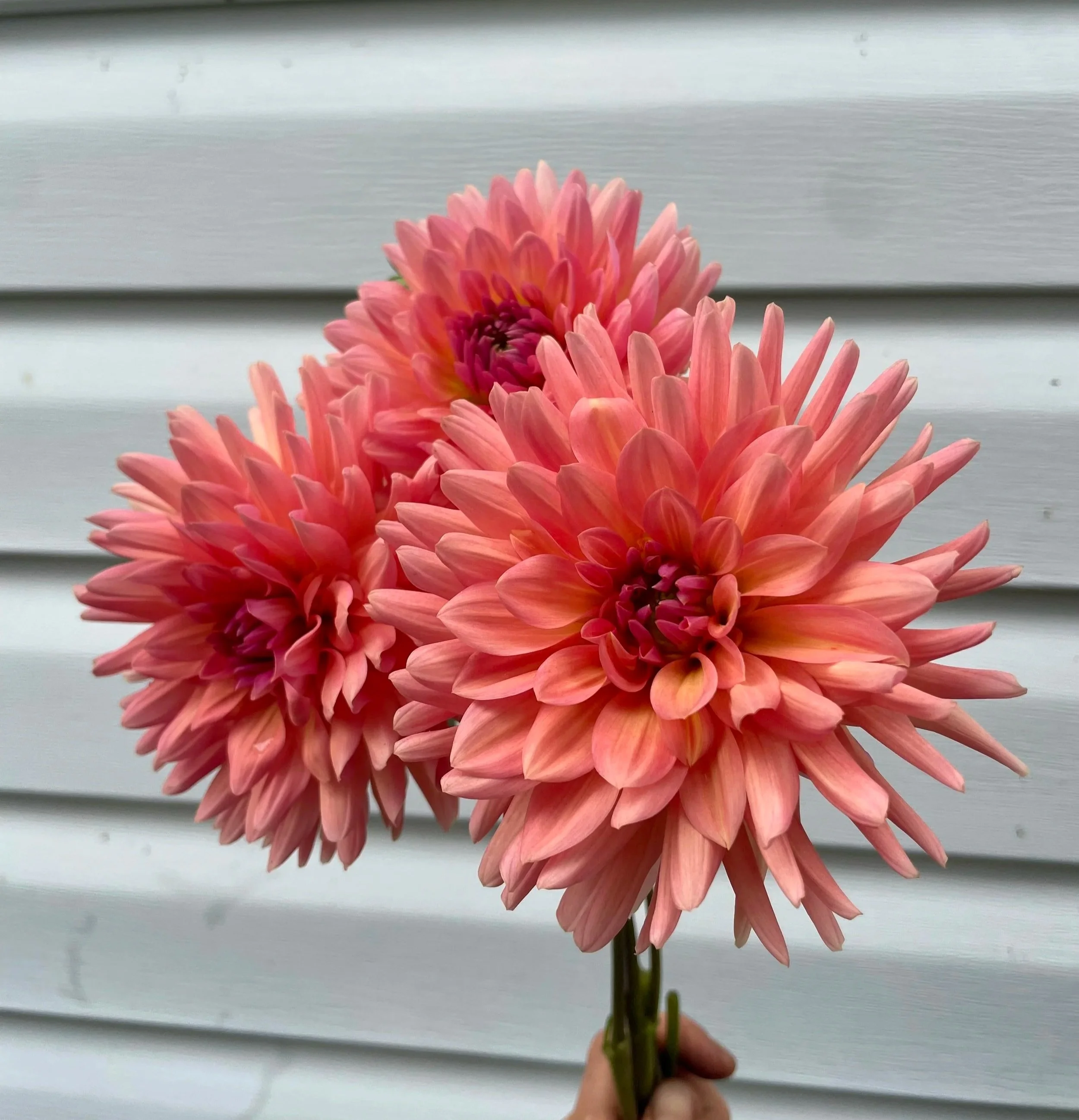 touche-dahlia-tuber-canada.jpg