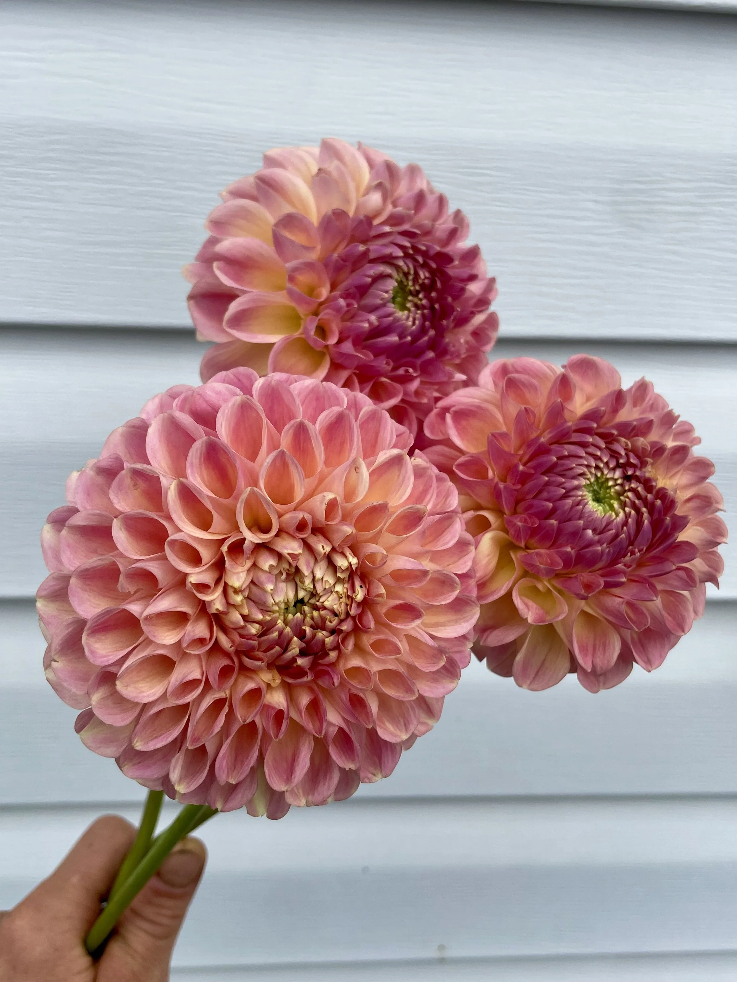 clearview-peachy-dahlia-tuber-canada.jpeg