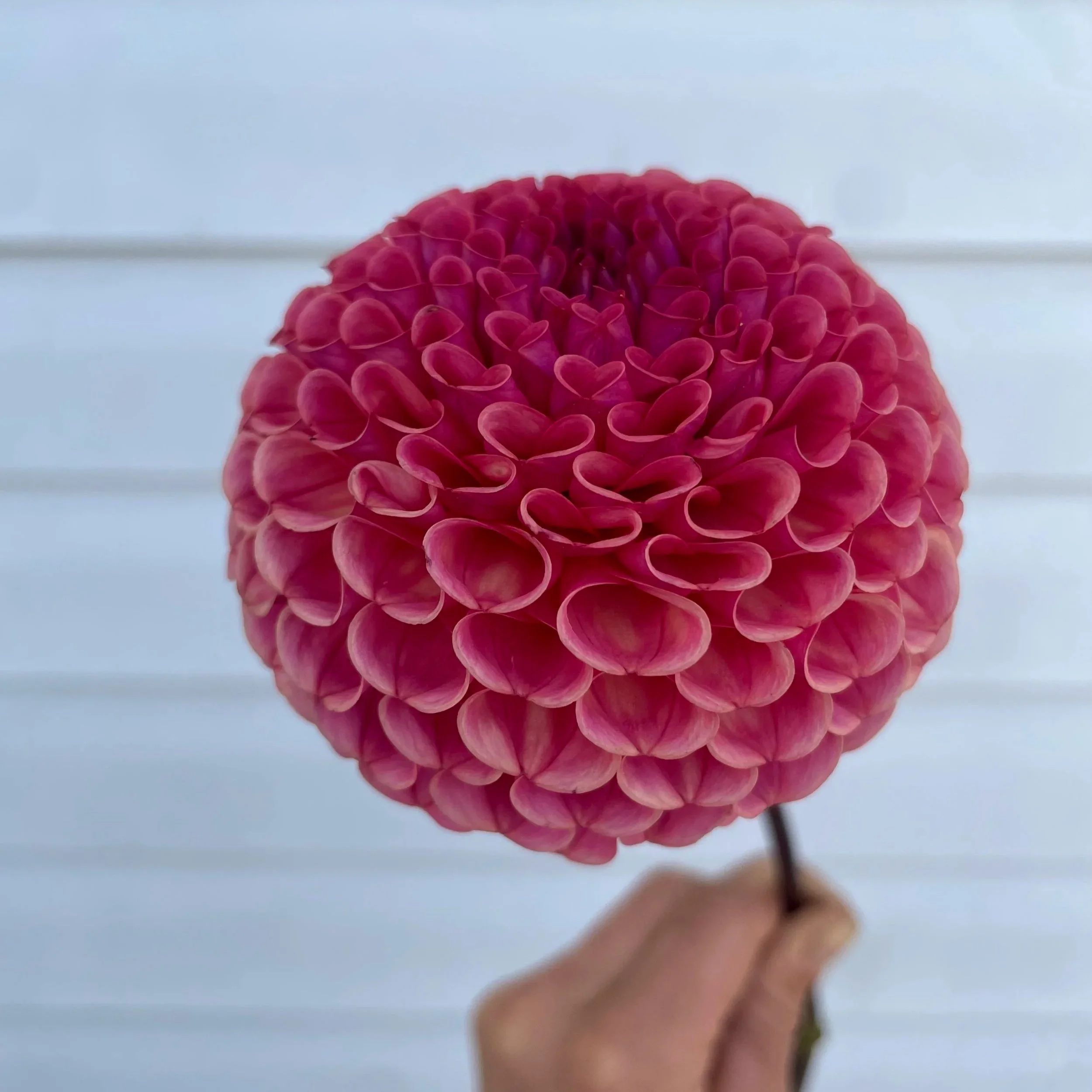 ferncliff-rusty-dahlia-tuber-canada-2.jpg