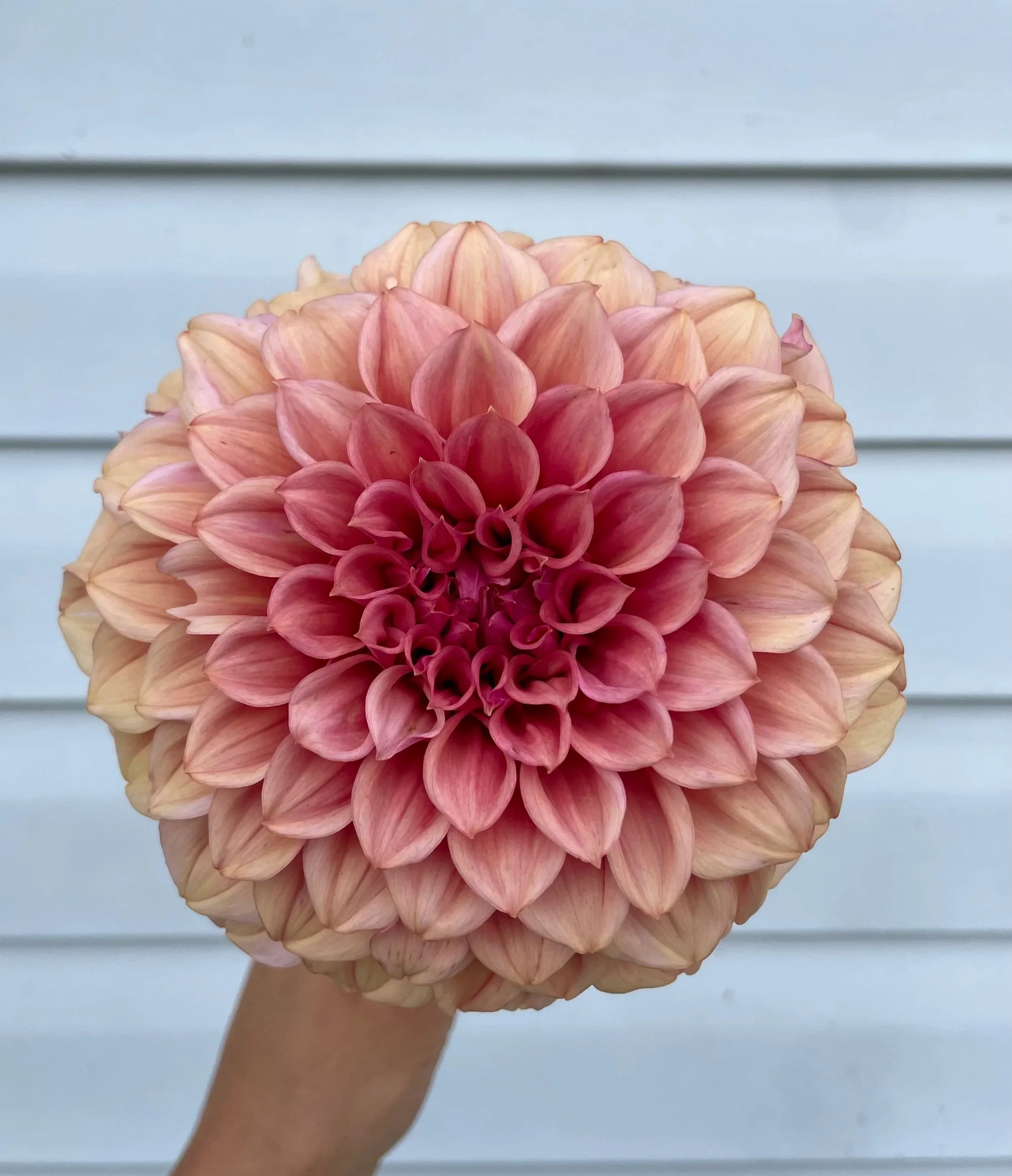 orange-globe-dahlia-tuber-canada.jpg