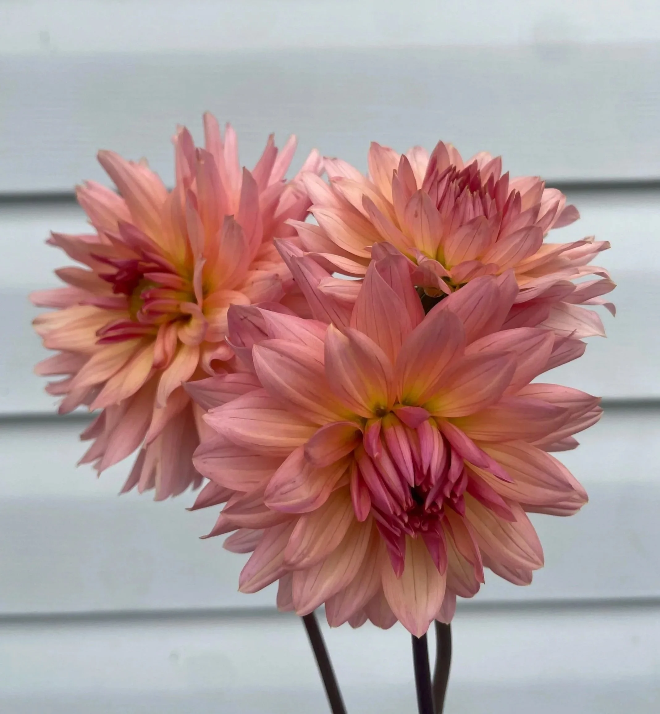 Henriette-Dahlia-tuber-canada.jpg