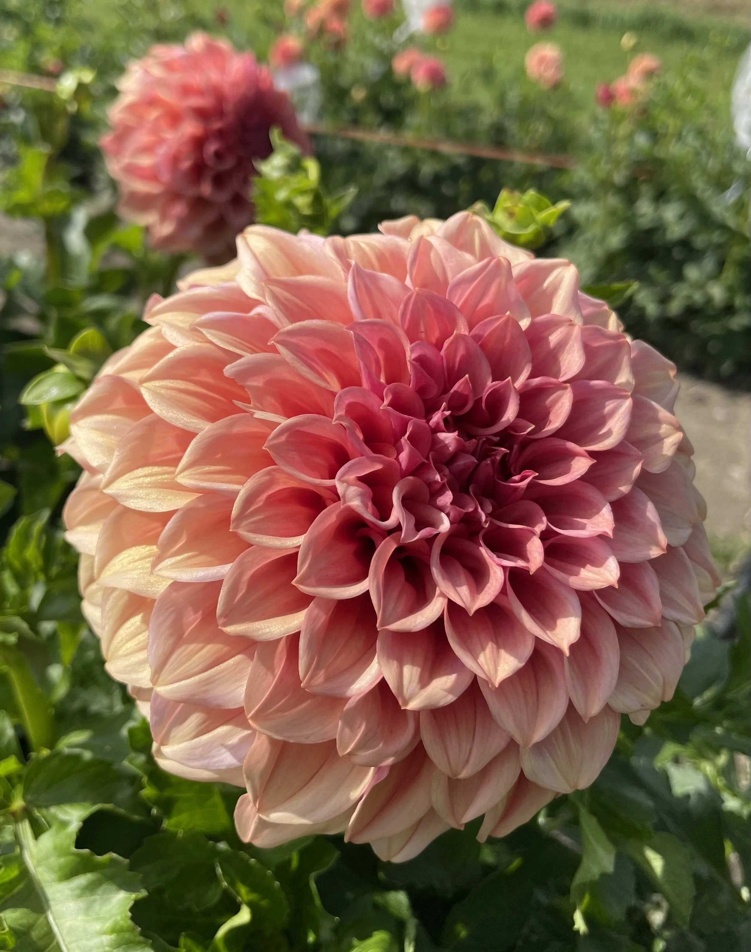 orange-globe-dahlia-tuber-canada2.jpeg