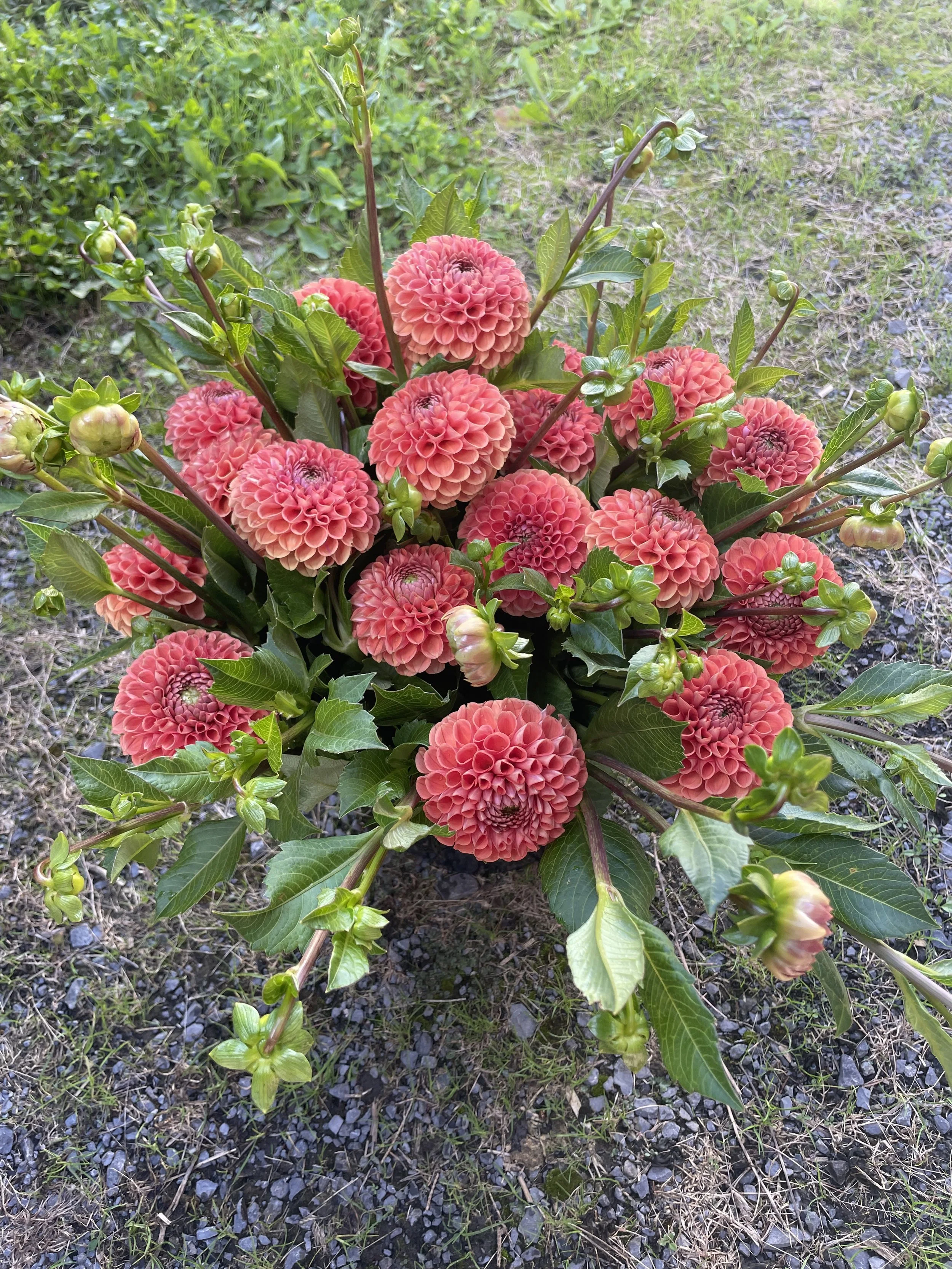 cornel-bronze-dahlia-tuber-canada.jpeg