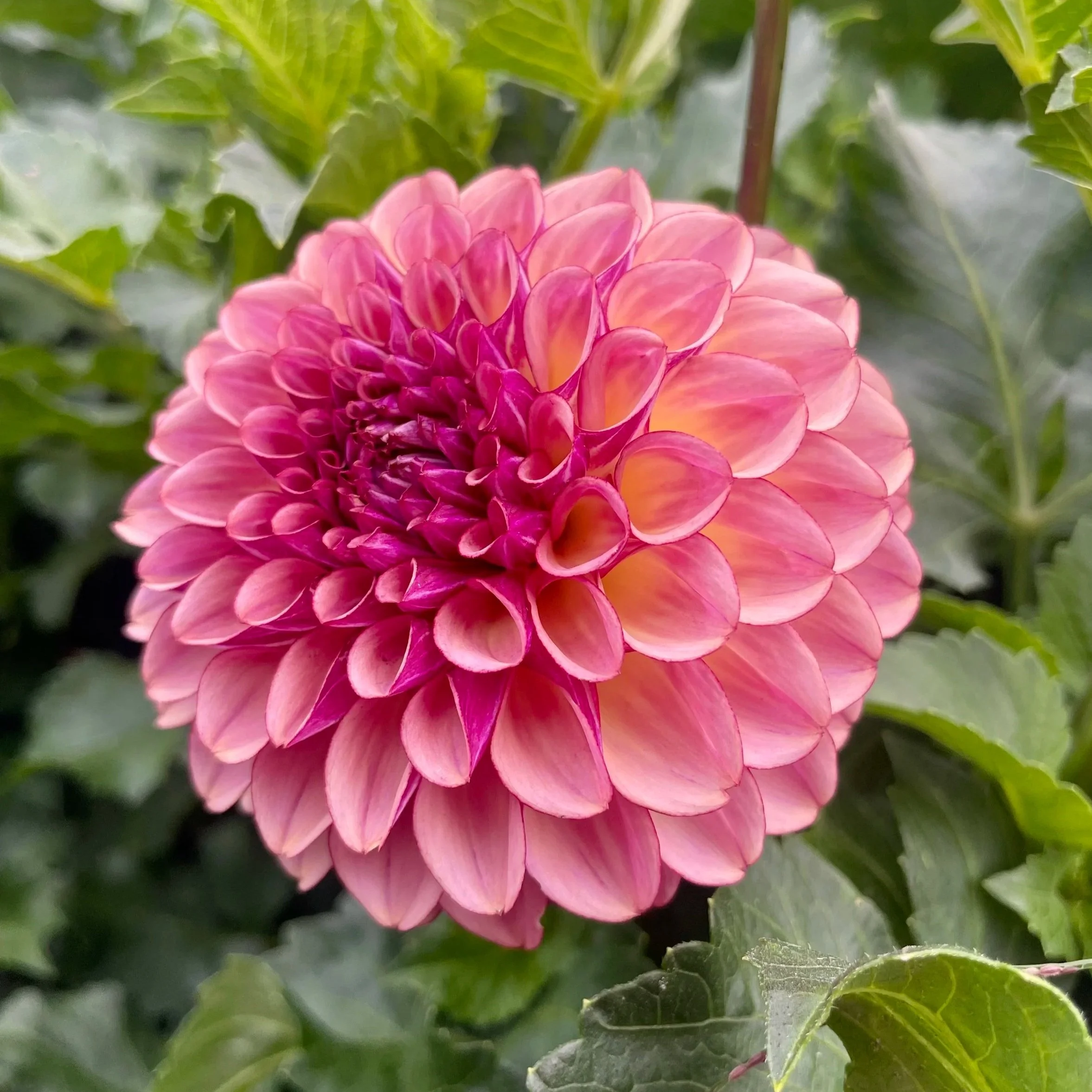 Ferncliff-Thunder-2-Dahlia-Tuber.jpg