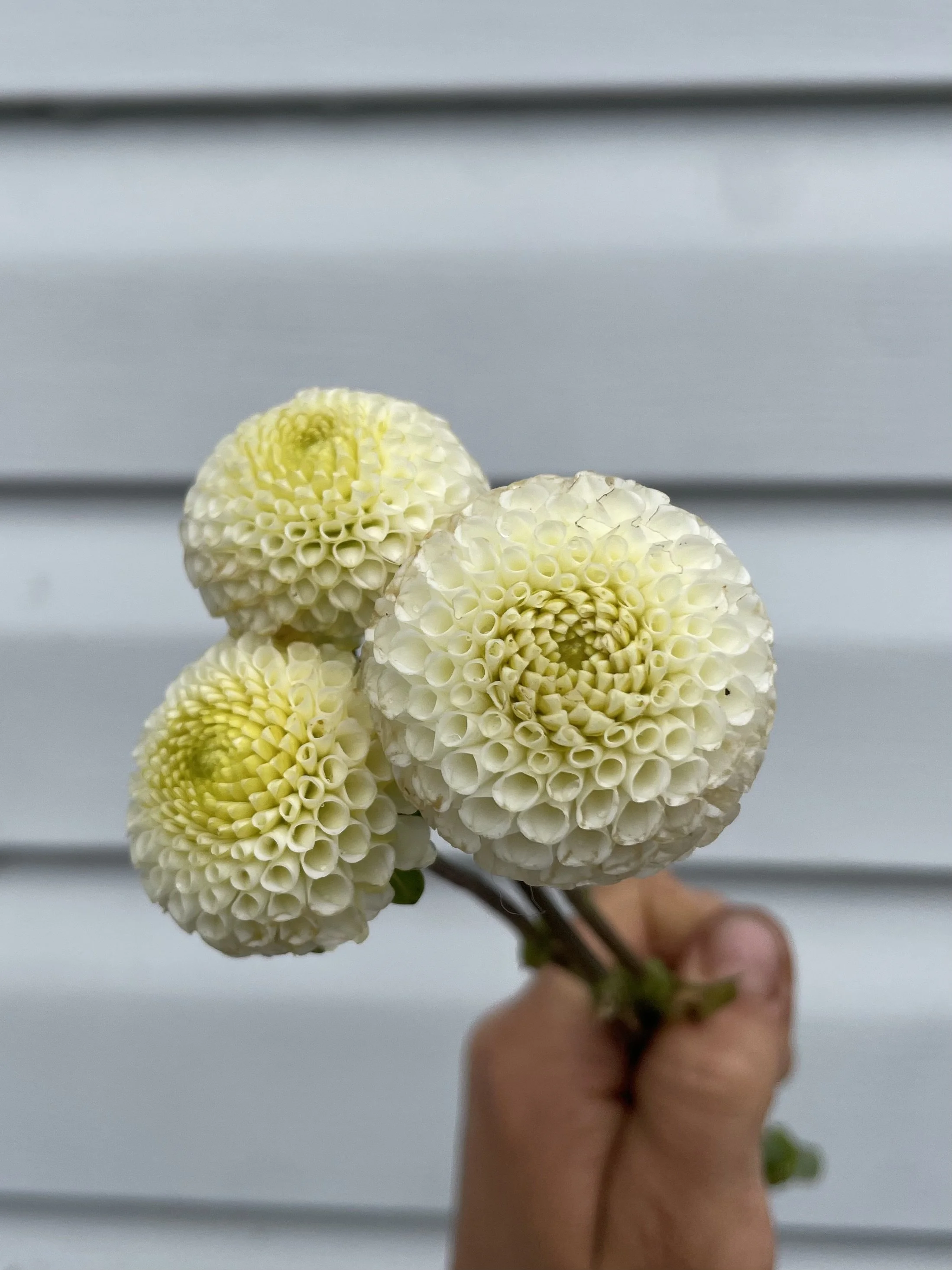 Small World Dahlia Tuber