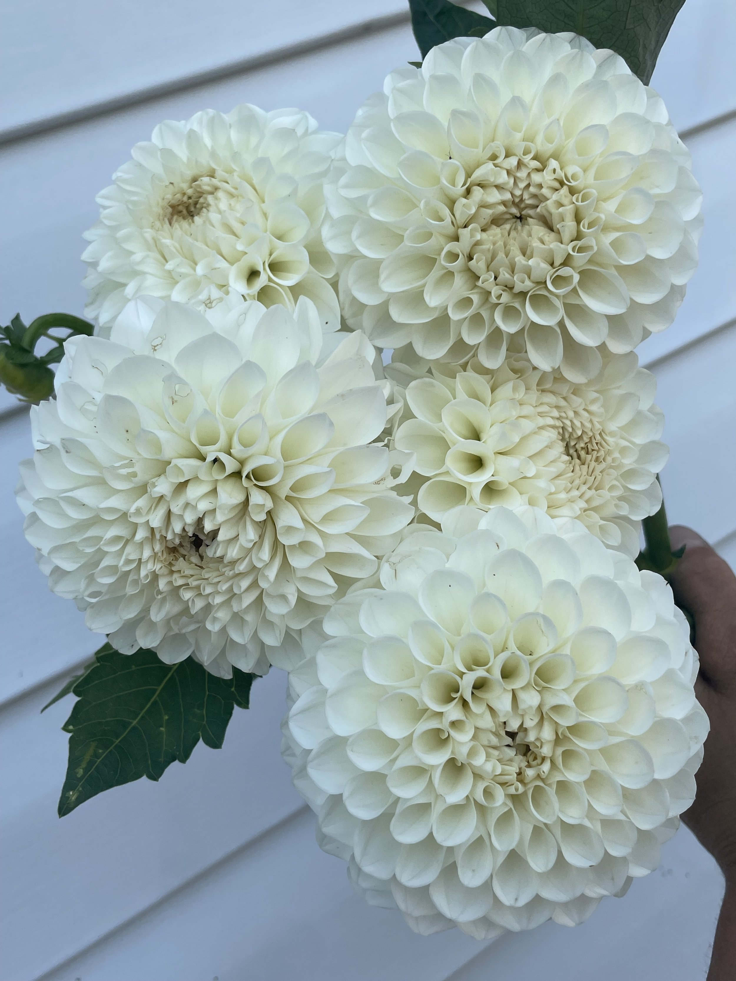 Boom-boom-white-dahlia-tuber