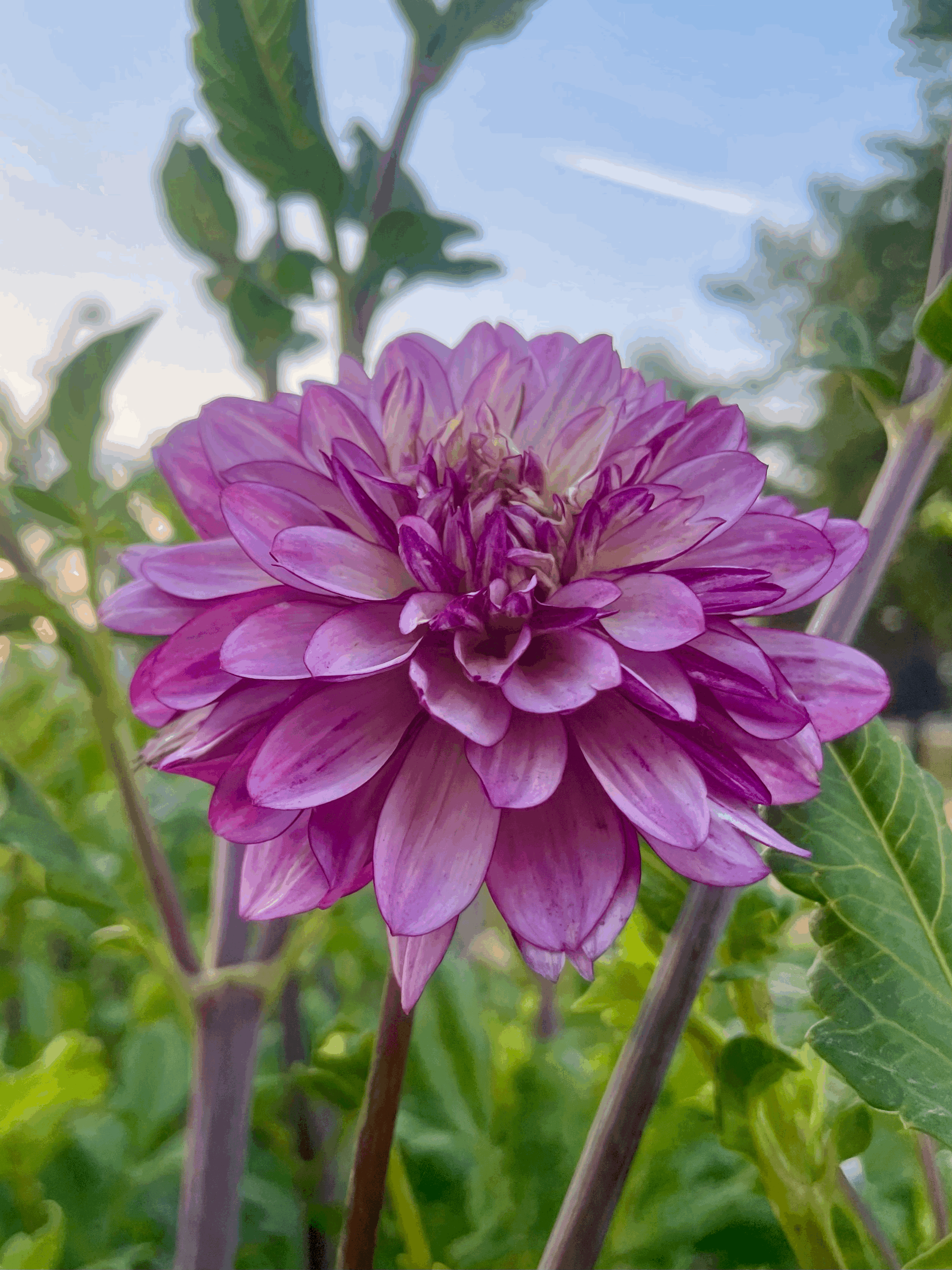 Lauren Michelle Dahlia Tuber