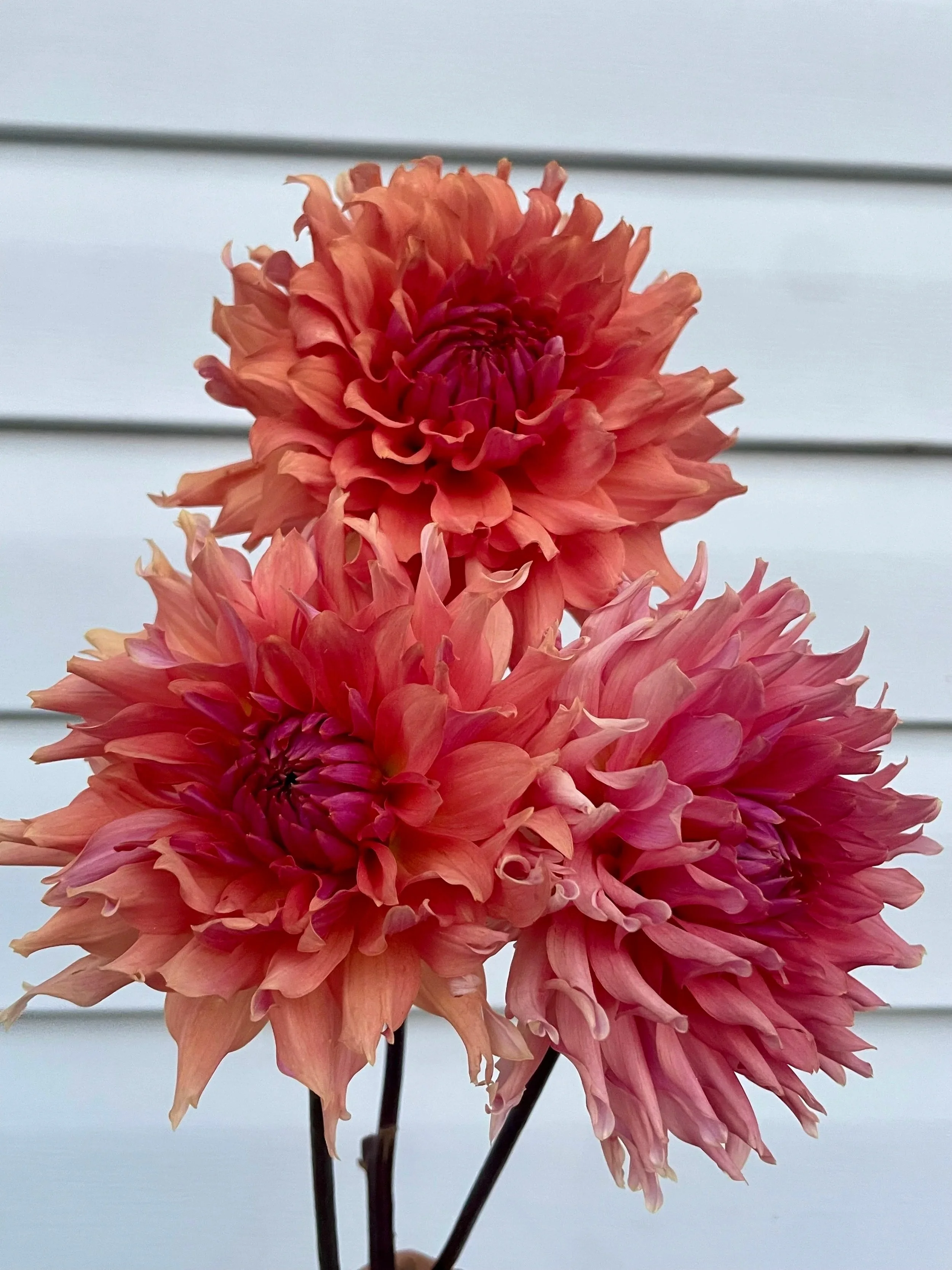 Terracotta Dahlia Tuber