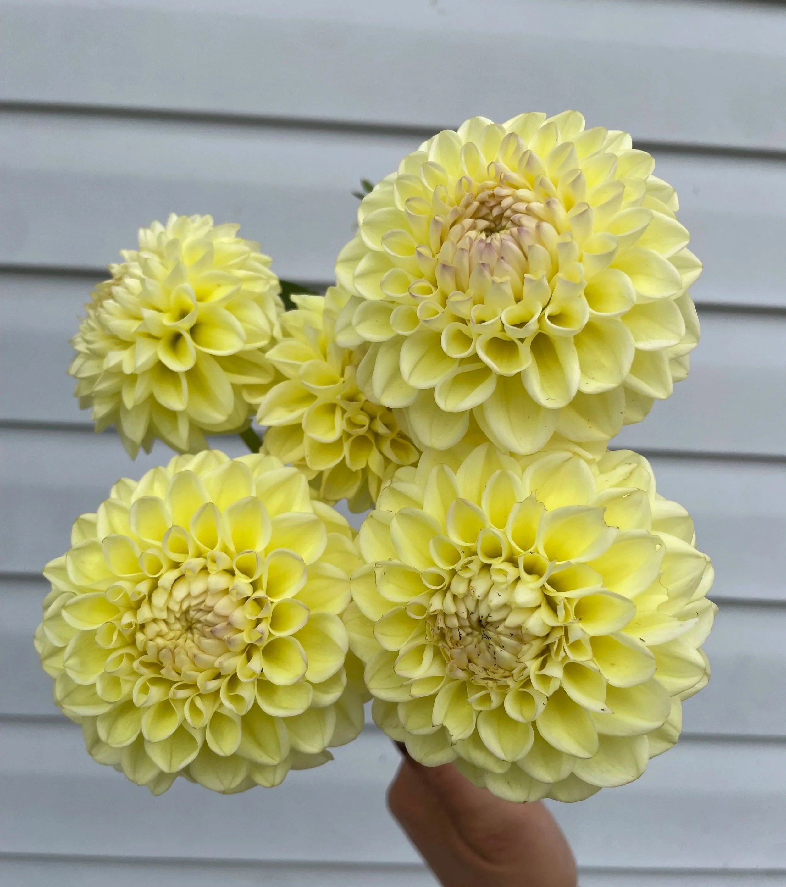 ferncliff-bliss-dahlia-tuber-canada.jpg