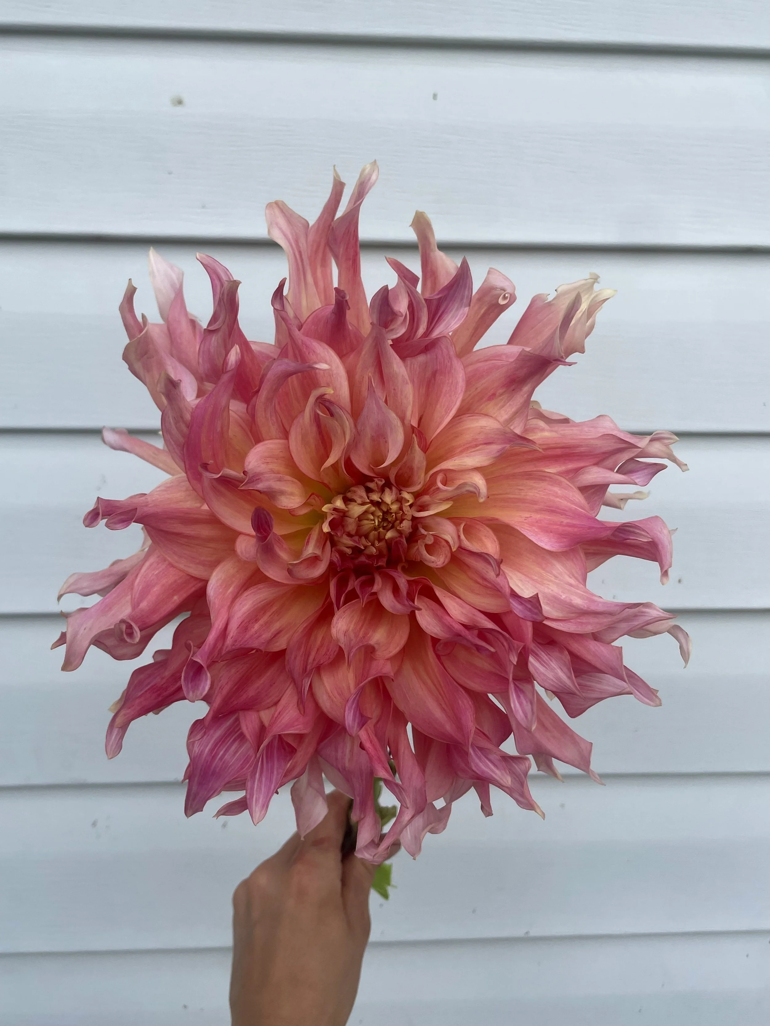 Penhill Watermelon Dahlia Tuber