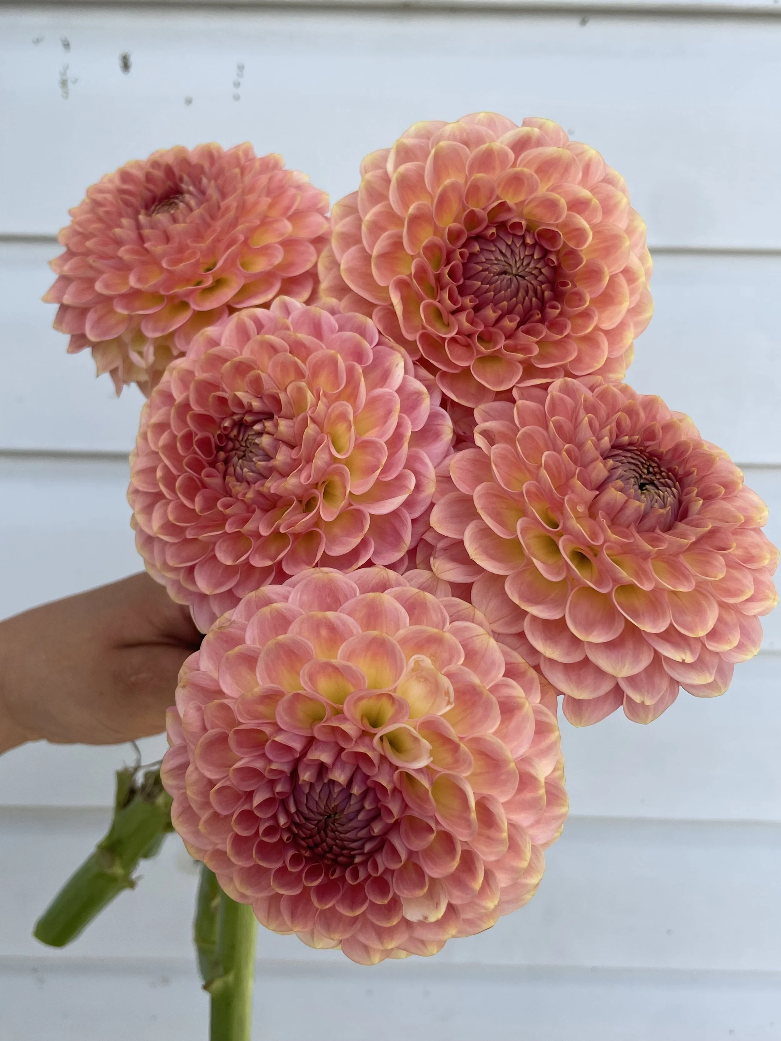 20th Avenue Softer Peach Dahlia Tuber