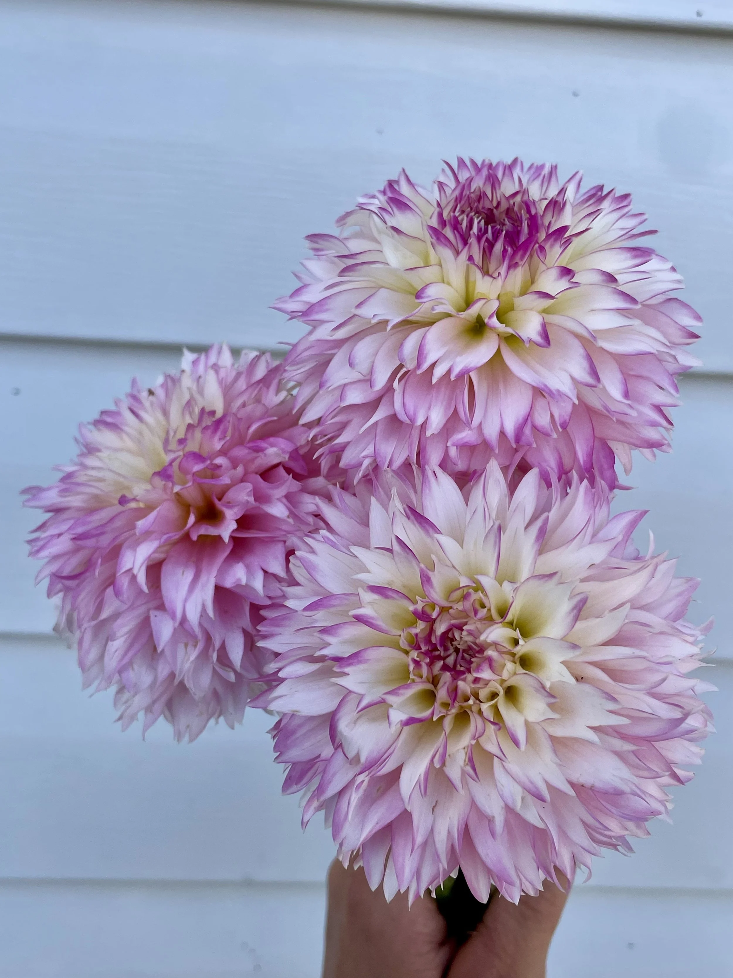 Hollyhill Pinkie Dahlia Tuber