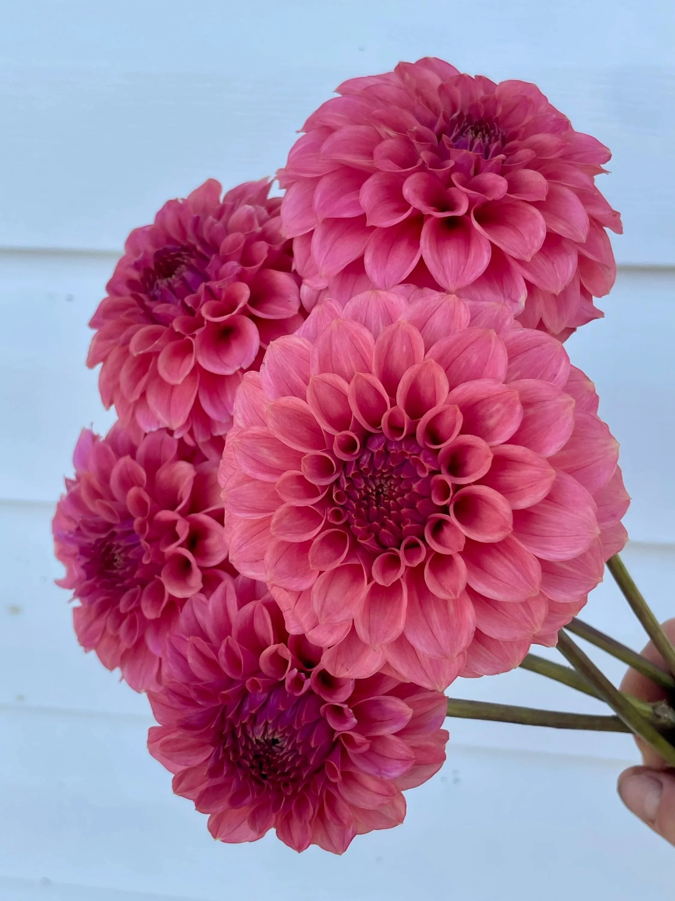 ka-keltie-rose-dahlia-tuber-canada.jpg