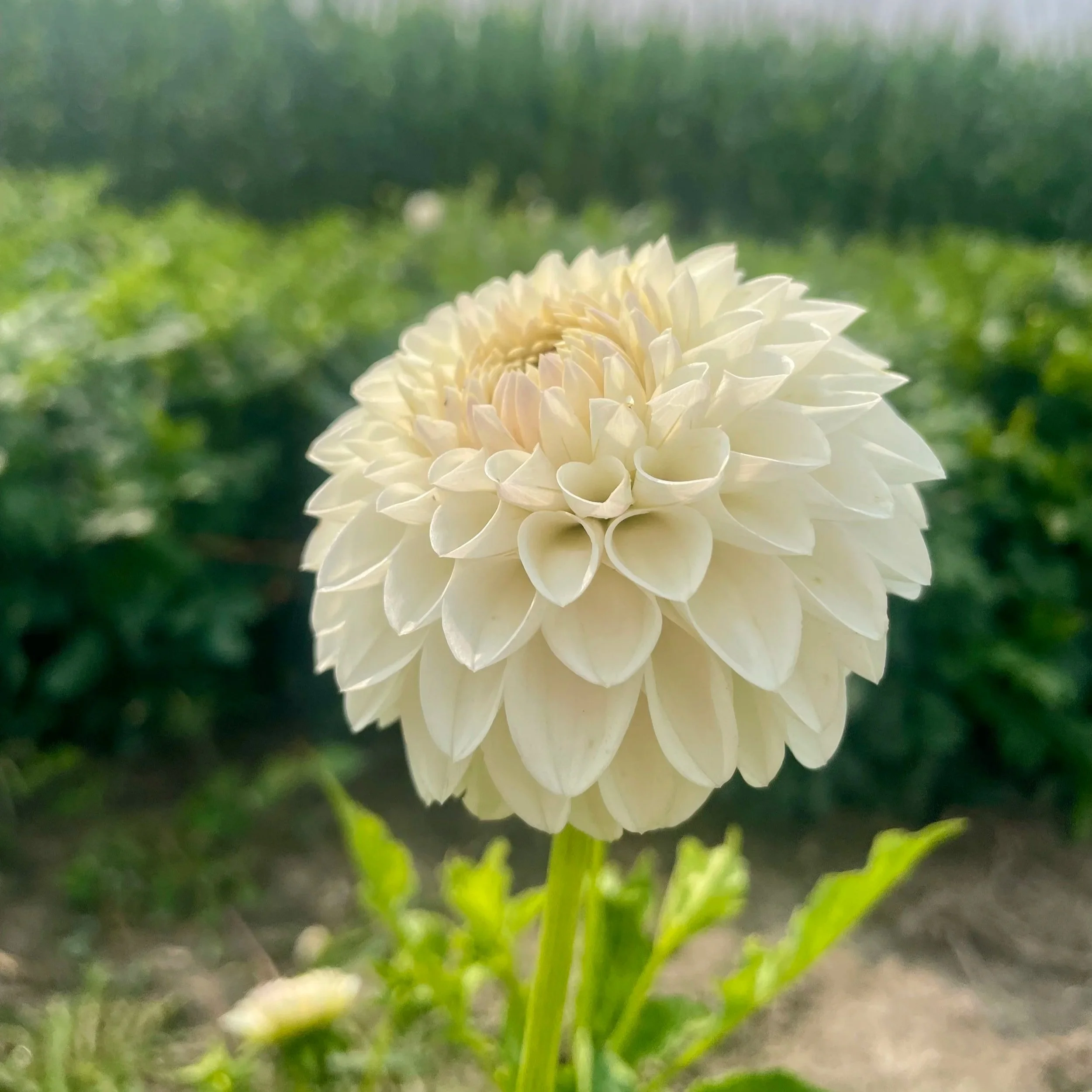 Ferncliff-pearl-dahlia-tuber.jpg