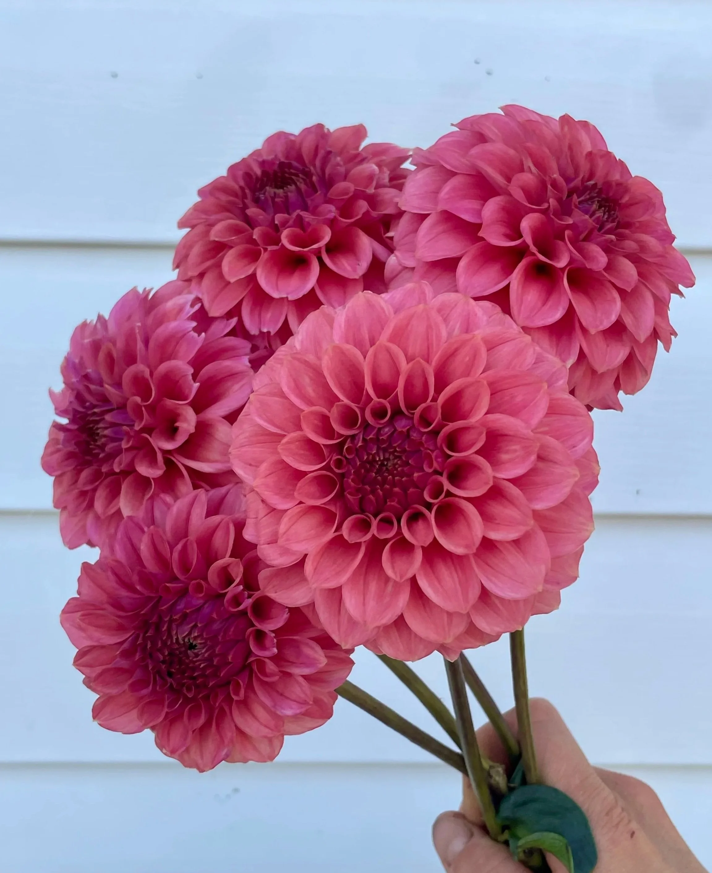 KA's® Keltie Rose Dahlia Tuber