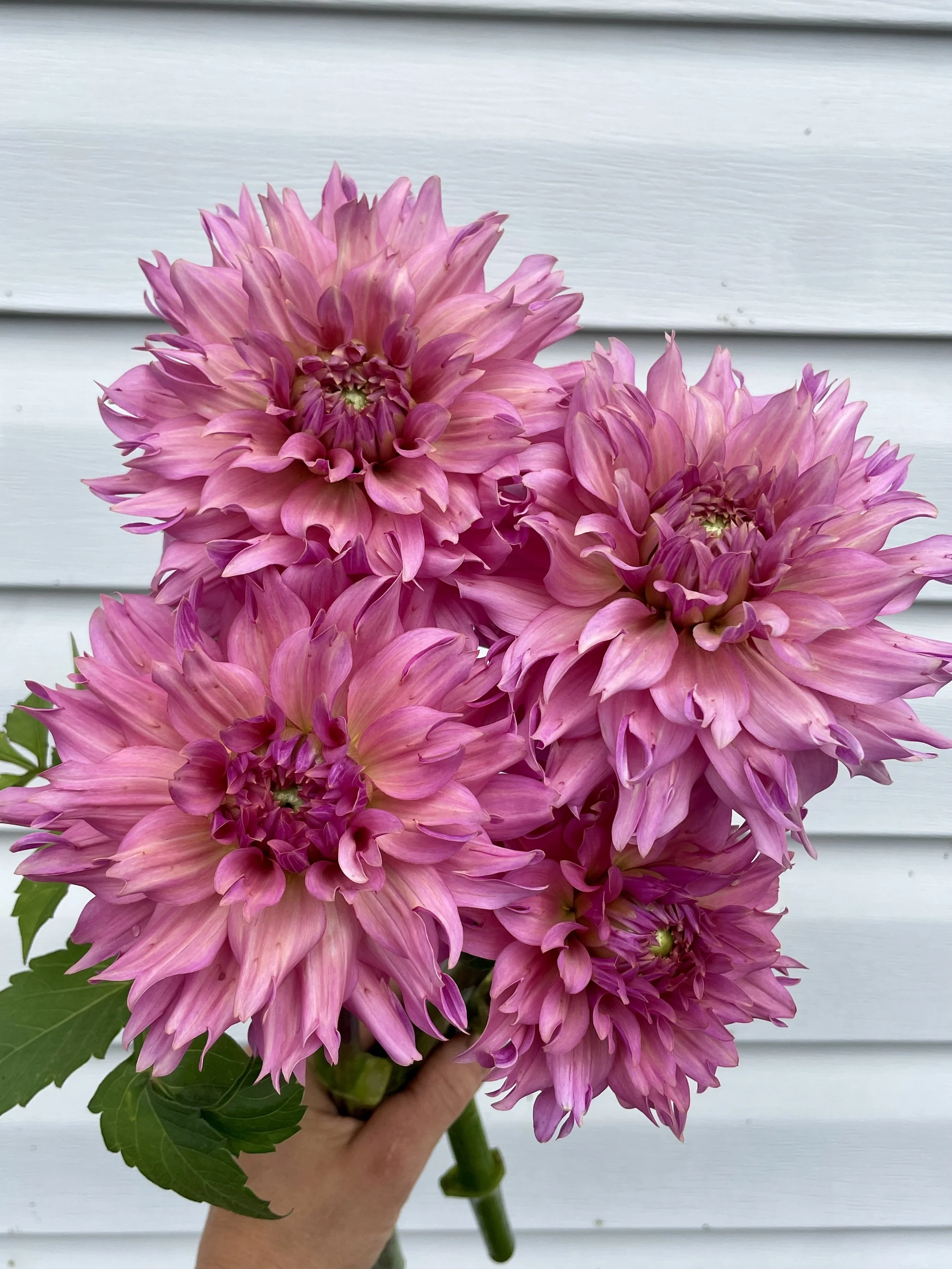 la-belle-epoque-dahlia-tuber-canada.jpeg