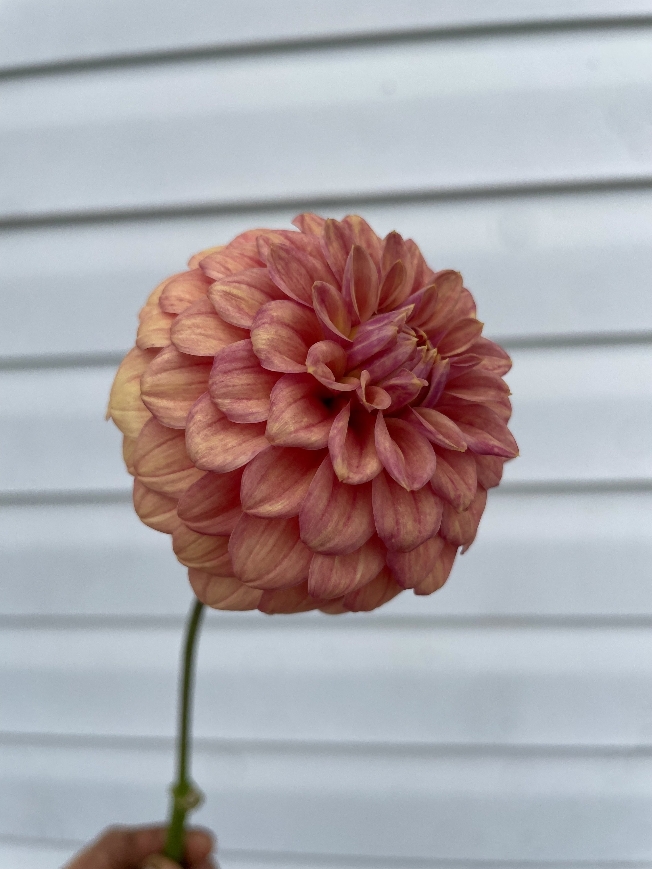 Mission Zest Dahlia Tuber