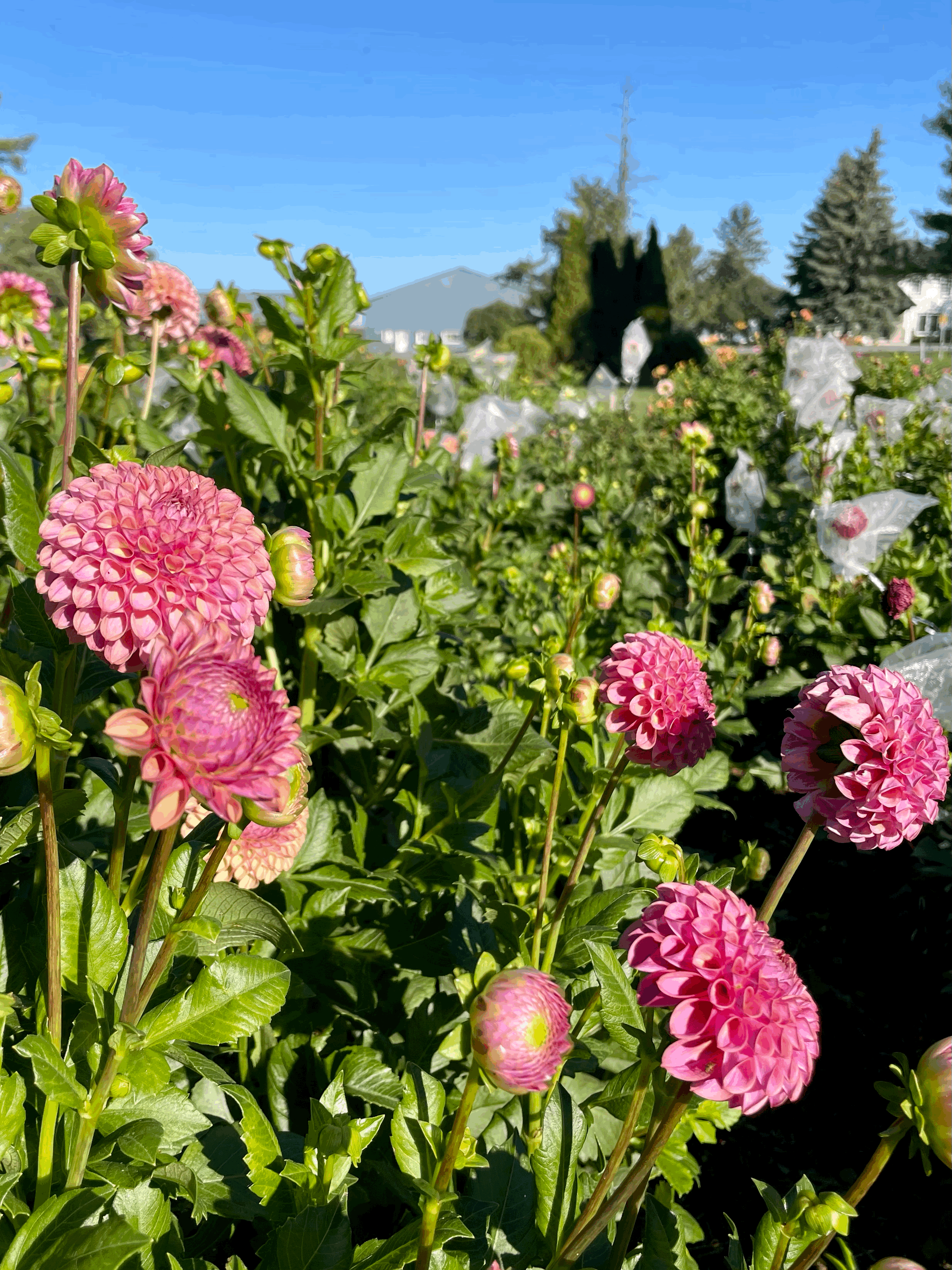 Caitlin's Joy Dahlia Tuber