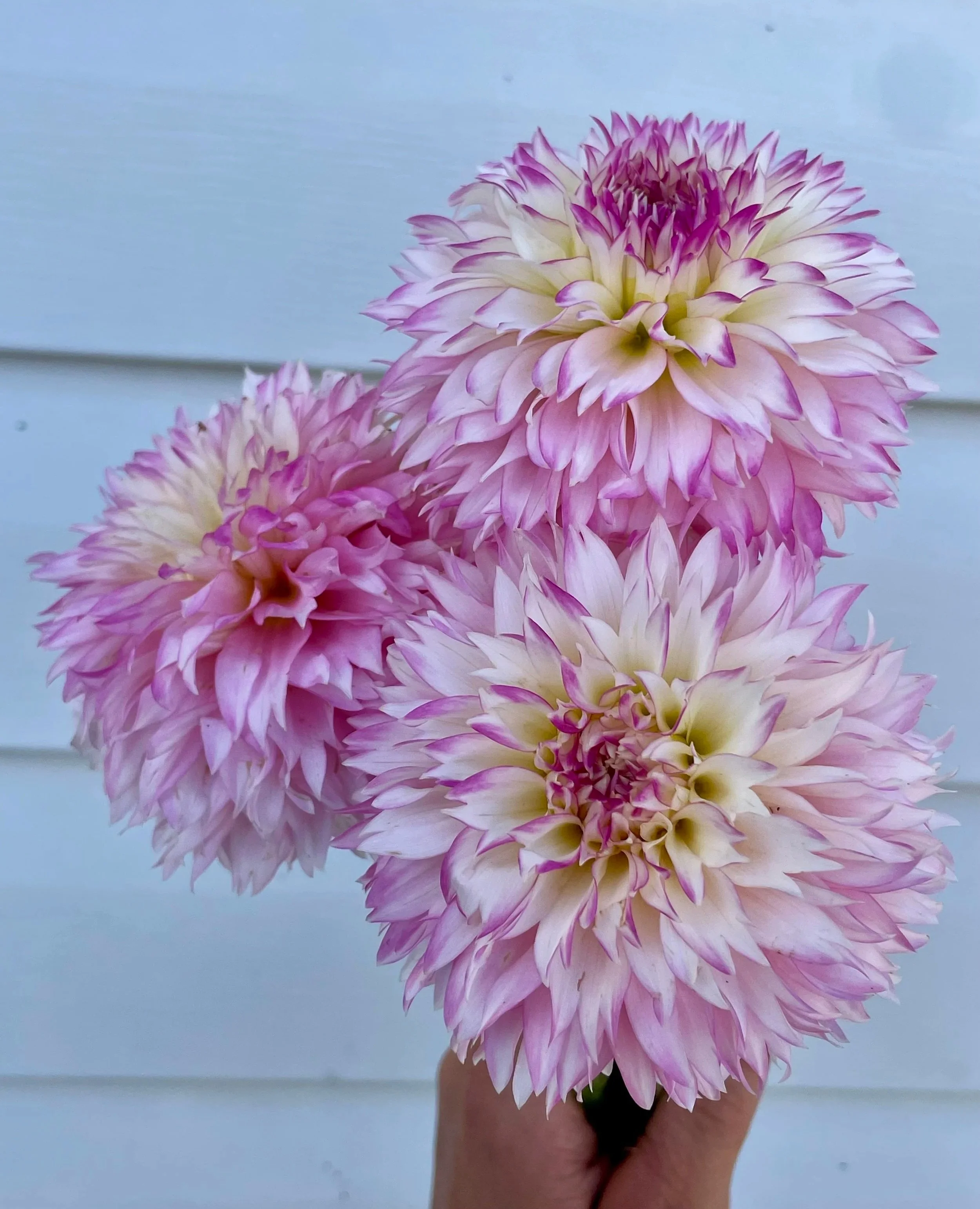 hollyhill-pinkie-dahlia-tuber-canada.jpg