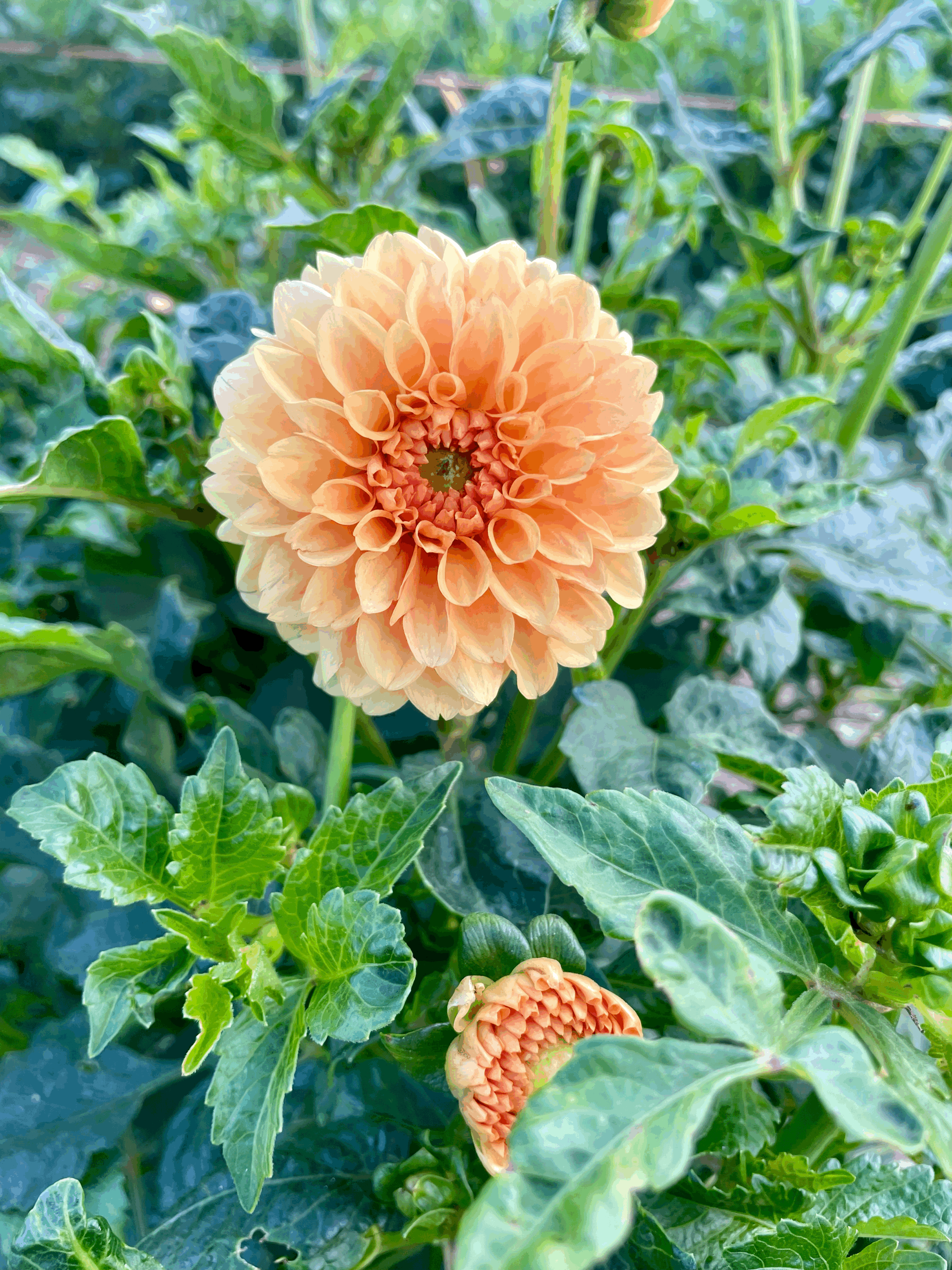 Golden Scepter Dahlia Tuber