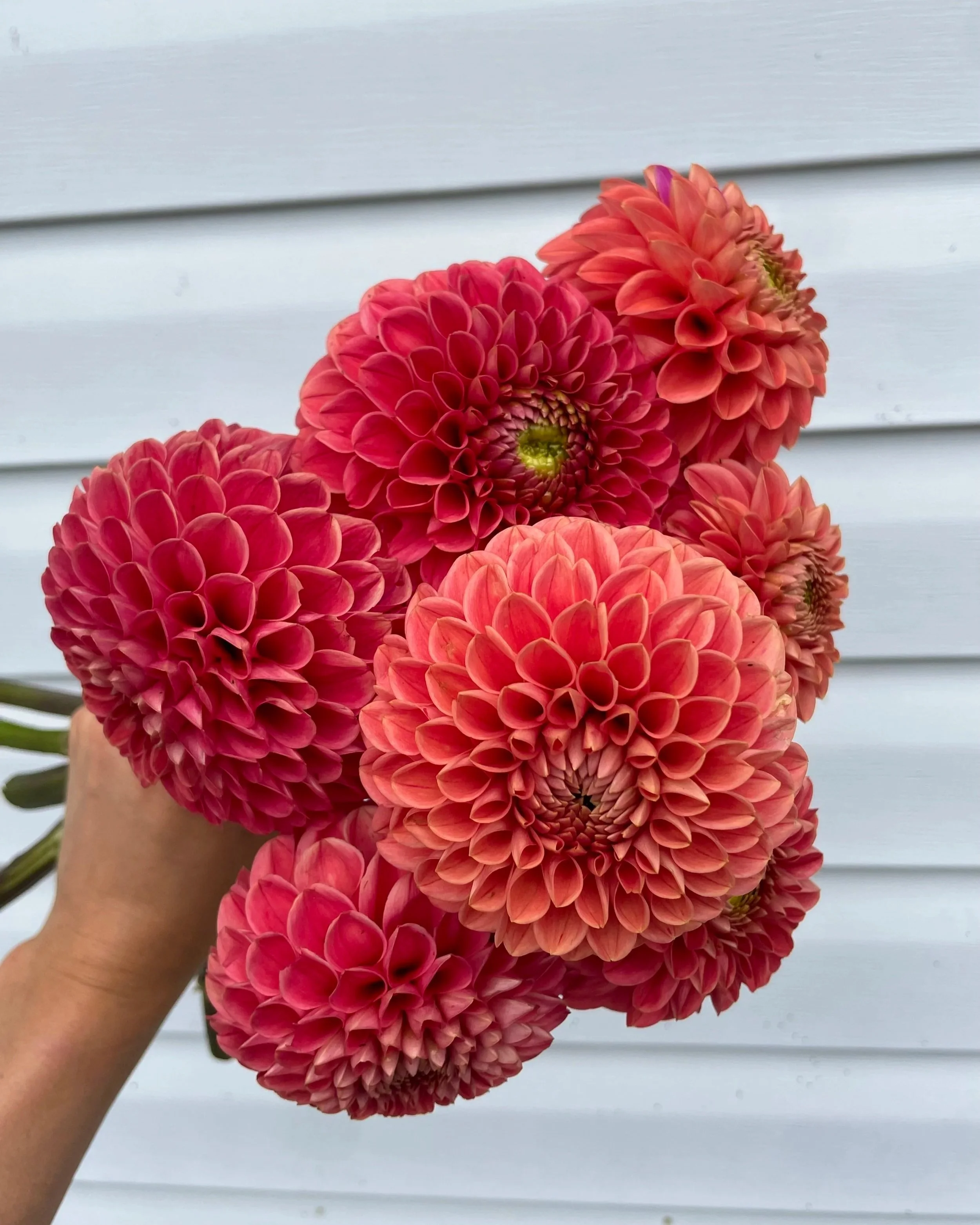 jomanda-dahlia-tuber-canada.jpg