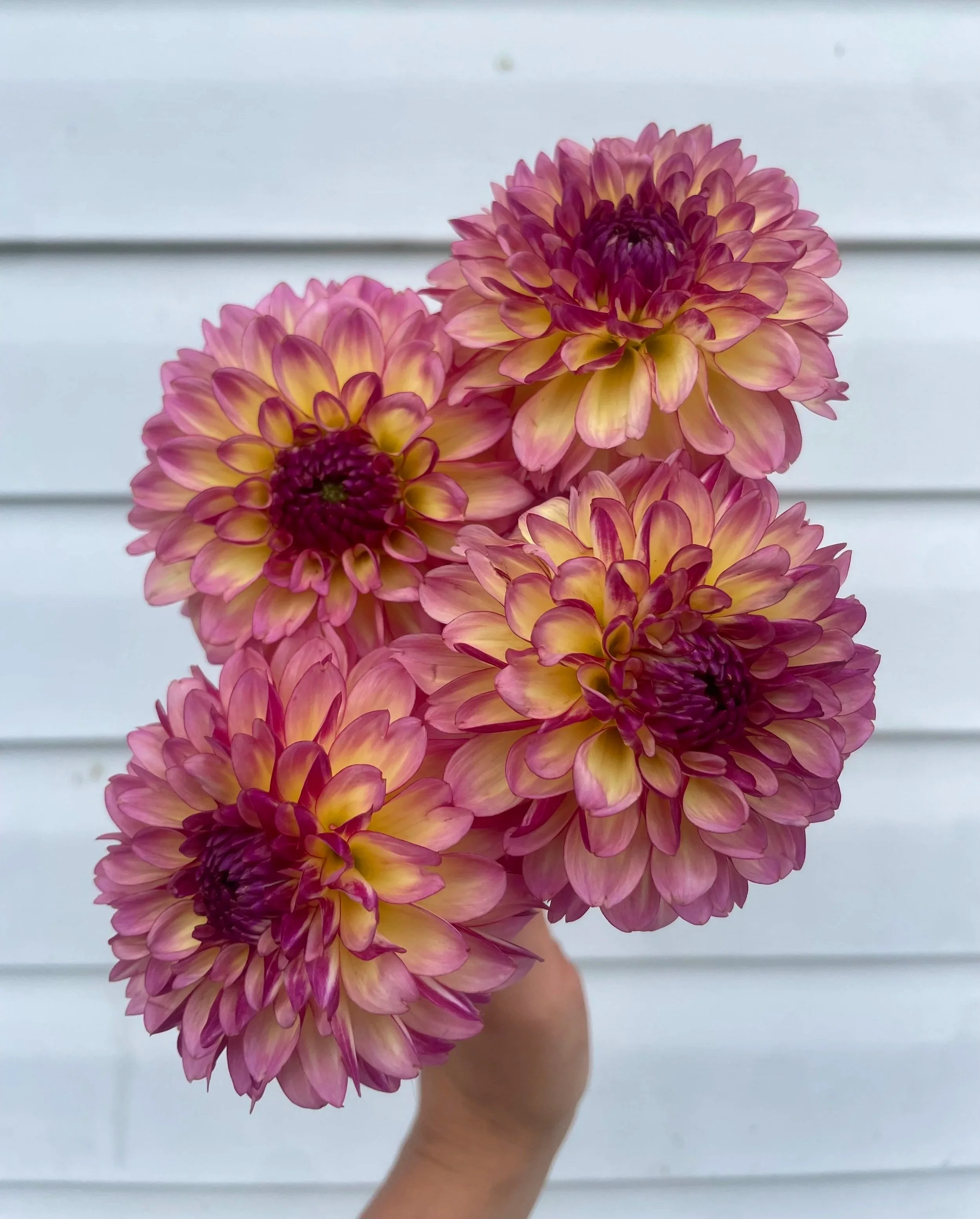 foxy-lady-dahlia-tuber-canada.jpg