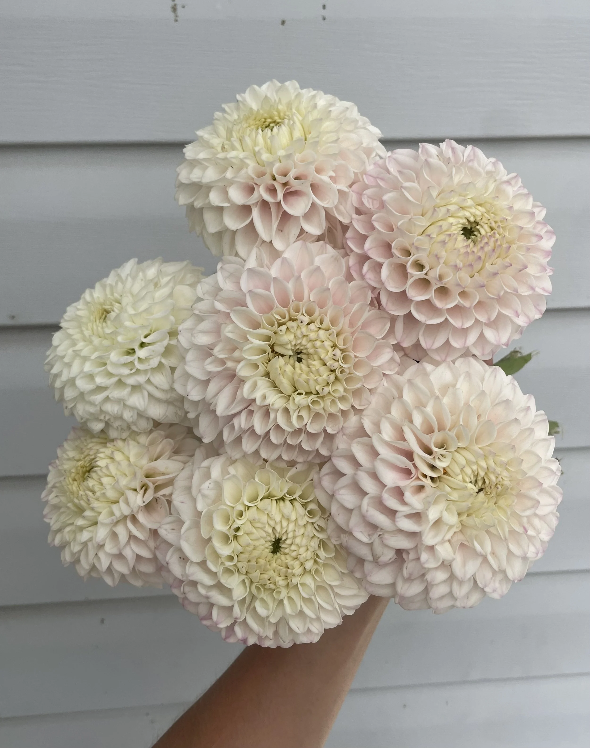 Pink Pearl Dahlia Tuber