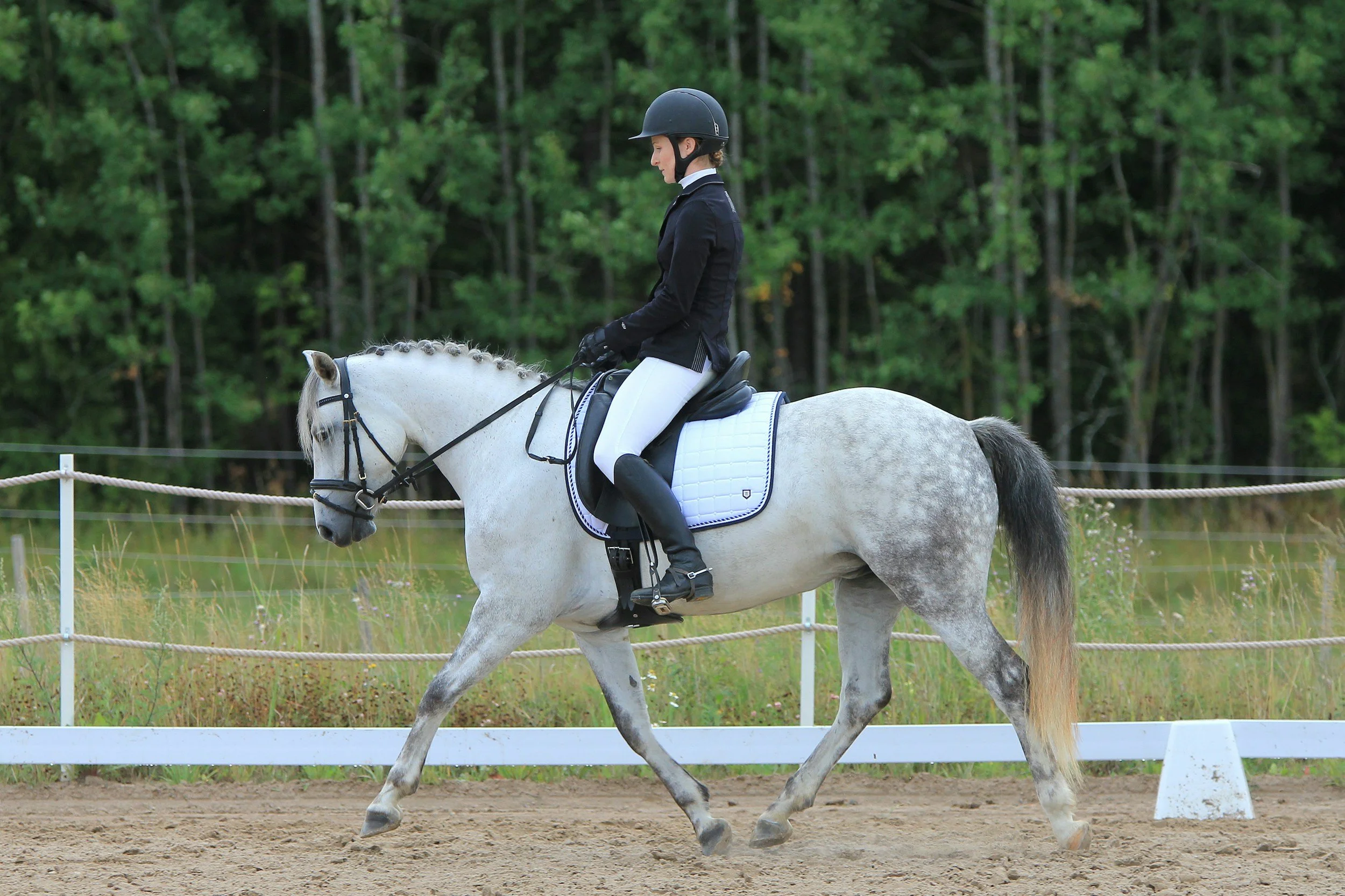 Equine Massage Therapy for Dressage Horses in Hudson Valley, NY
