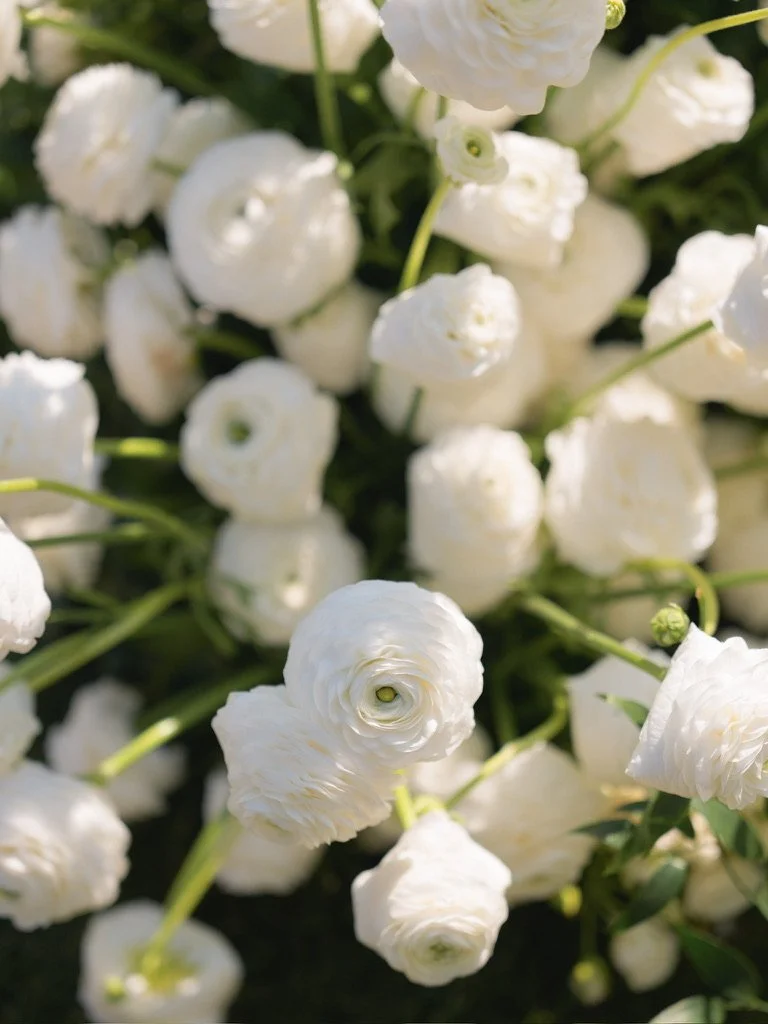 Close-up of white ranunculus with layered petals