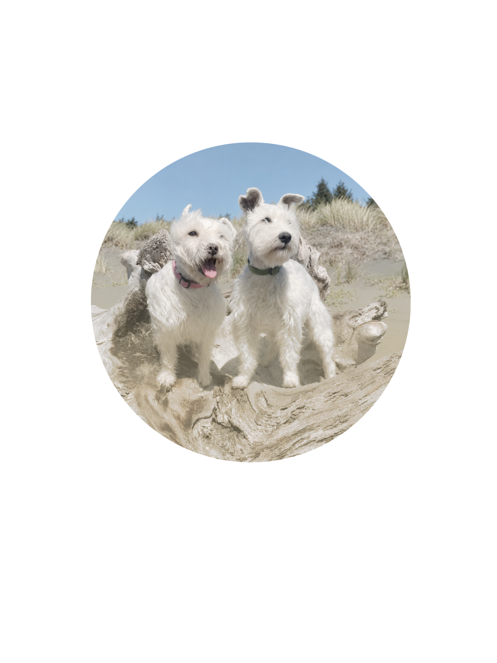 Two white dogs, one with mouth open and panting and one looking thoughtful, sit on a large piece of driftwood on a sandy beach with tall grasses and blue sky in the background.
