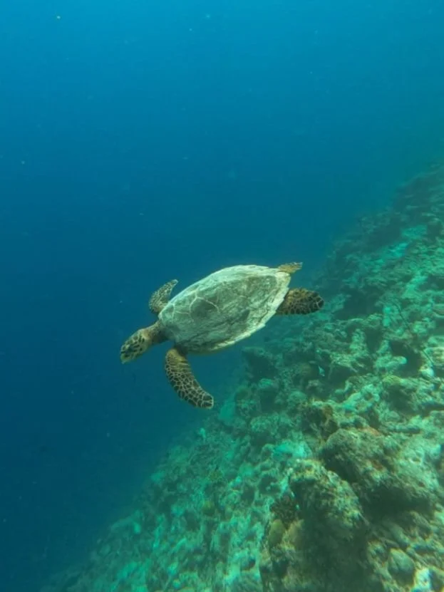 Turtle snorkeling