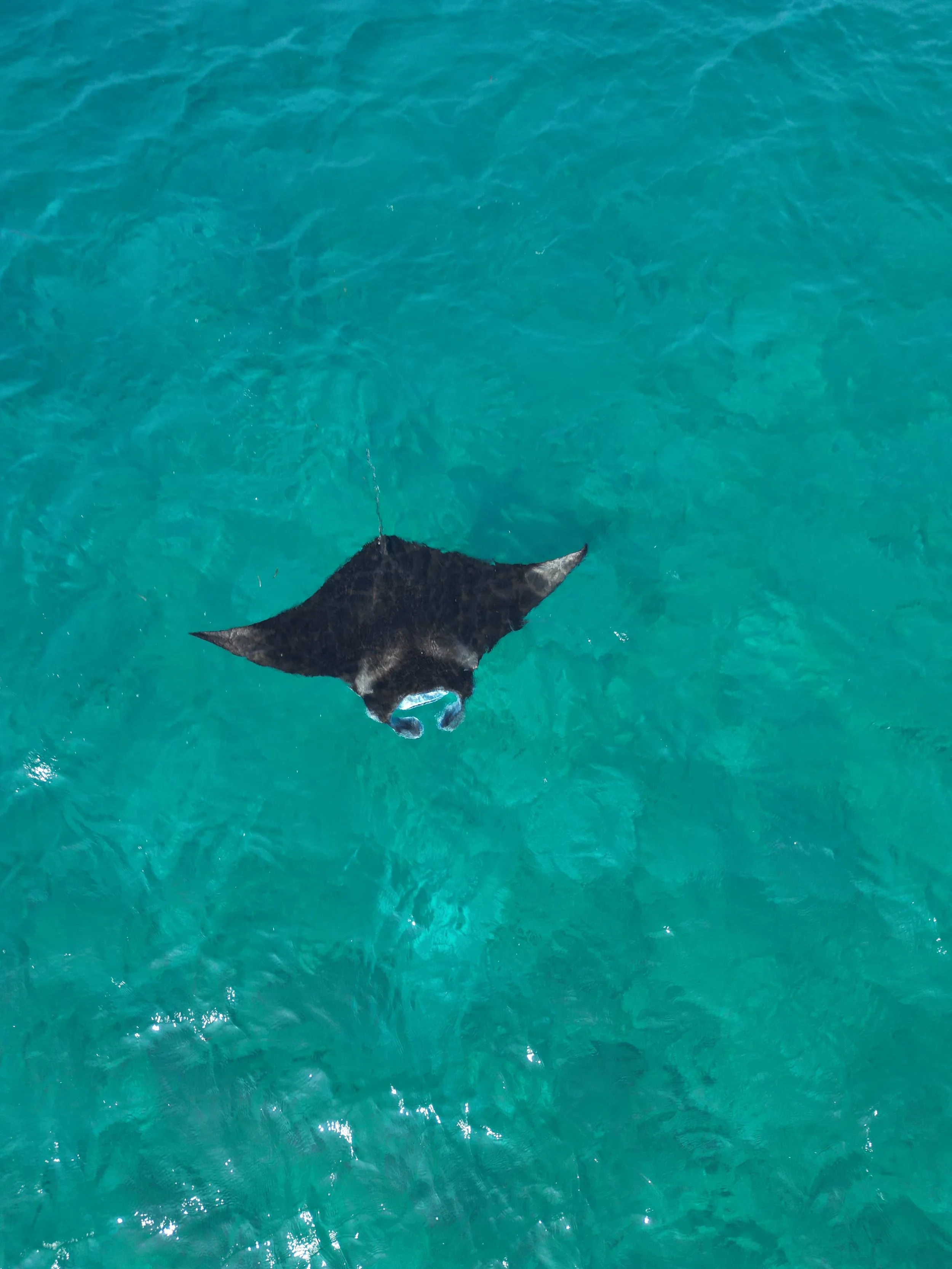 Manta ray snorkeling
