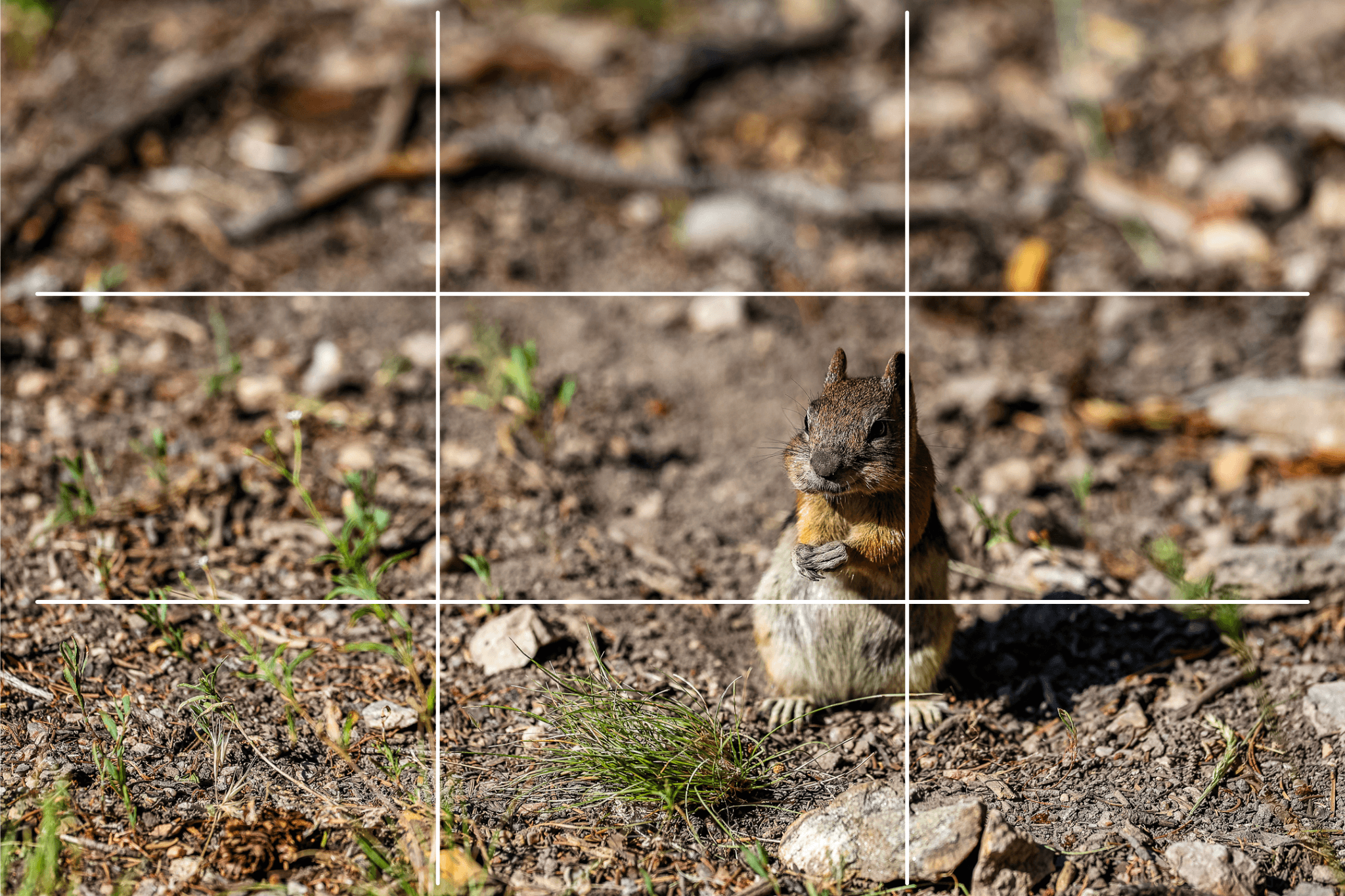 Rule of Thirds for Beginners | How to Compose Better Photos ...