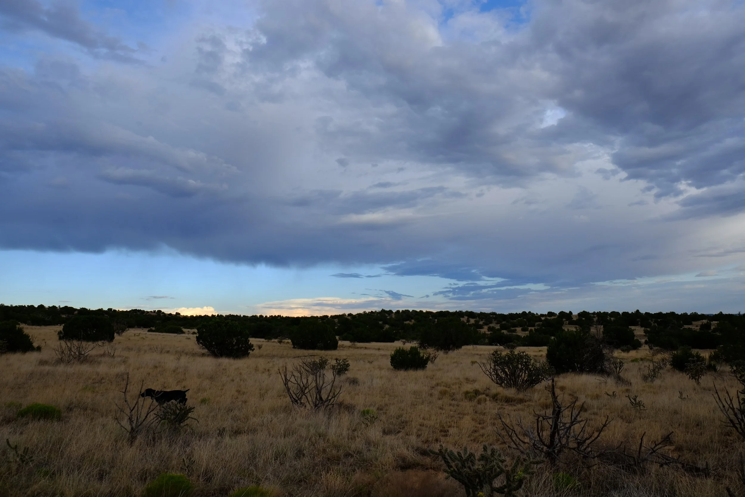 A wide view of a grassy plain with scattered shrubs and small trees. Dark clouds cover the sky, with some lighter patches near the horizon.