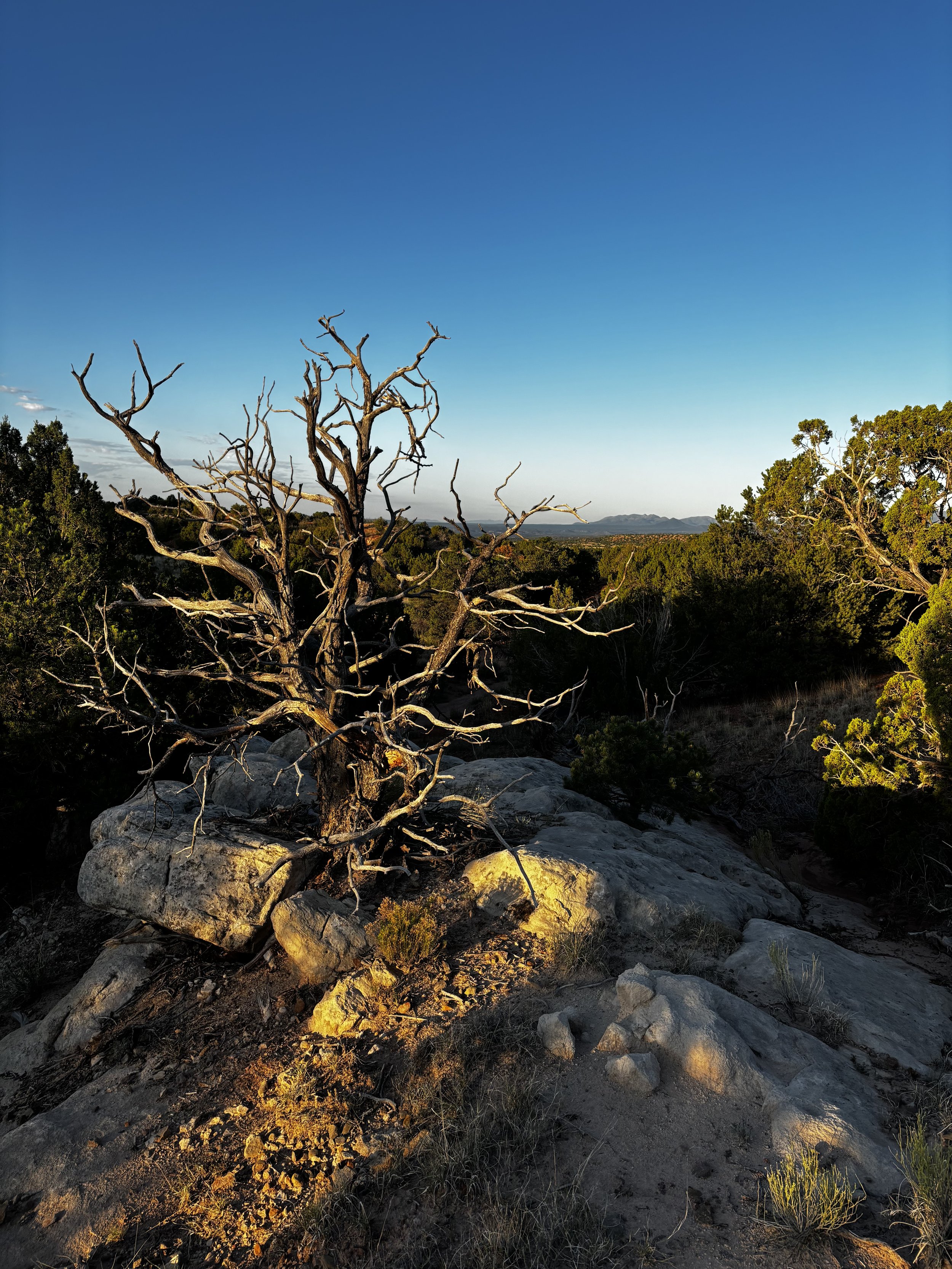 A landscape with a dead tree in the foreground, rocks, green shrubs, and a distant mountain range under a clear blue sky.
