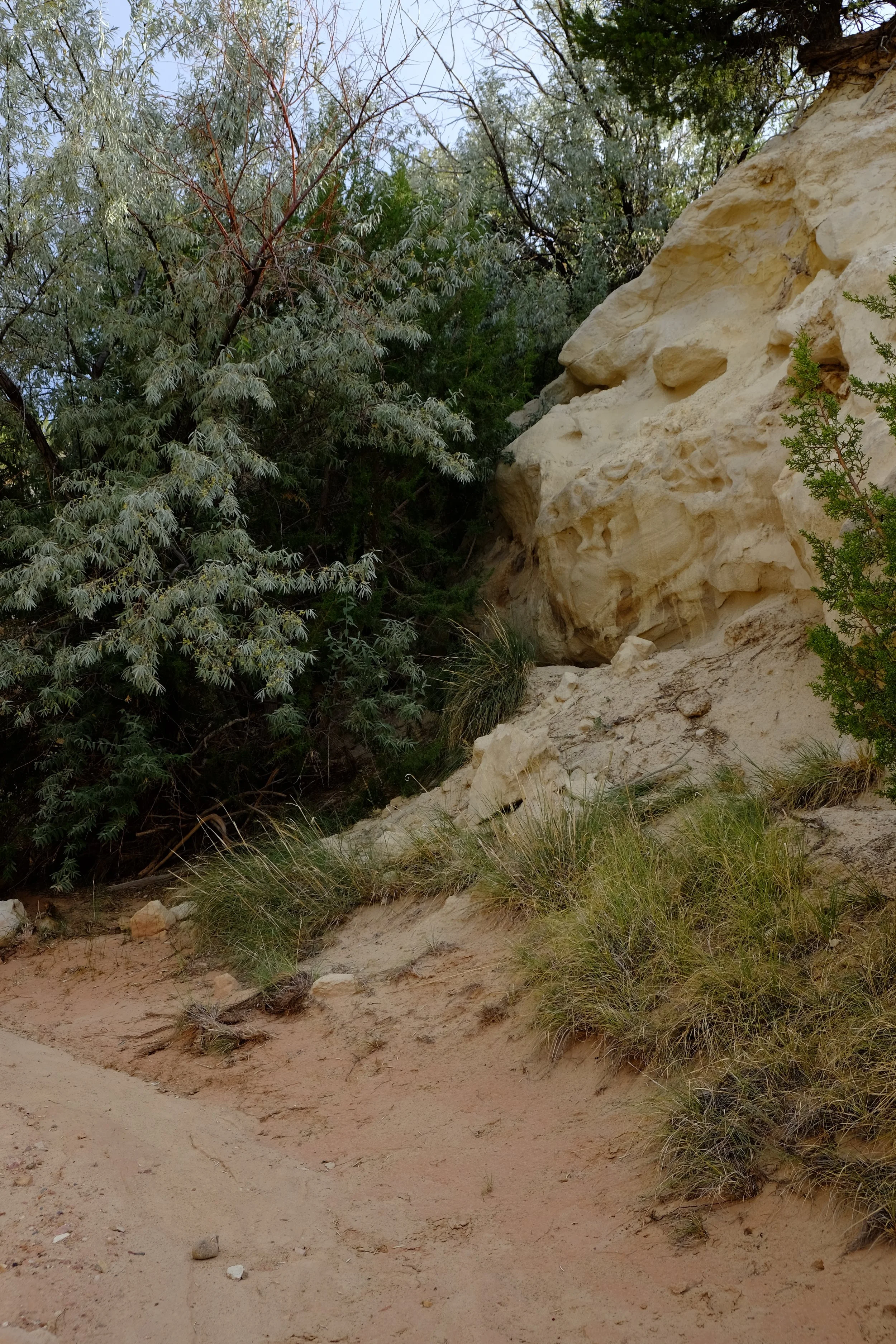 A sandy trail next to a large, light-colored rocky cliff with green shrubs and trees growing nearby.