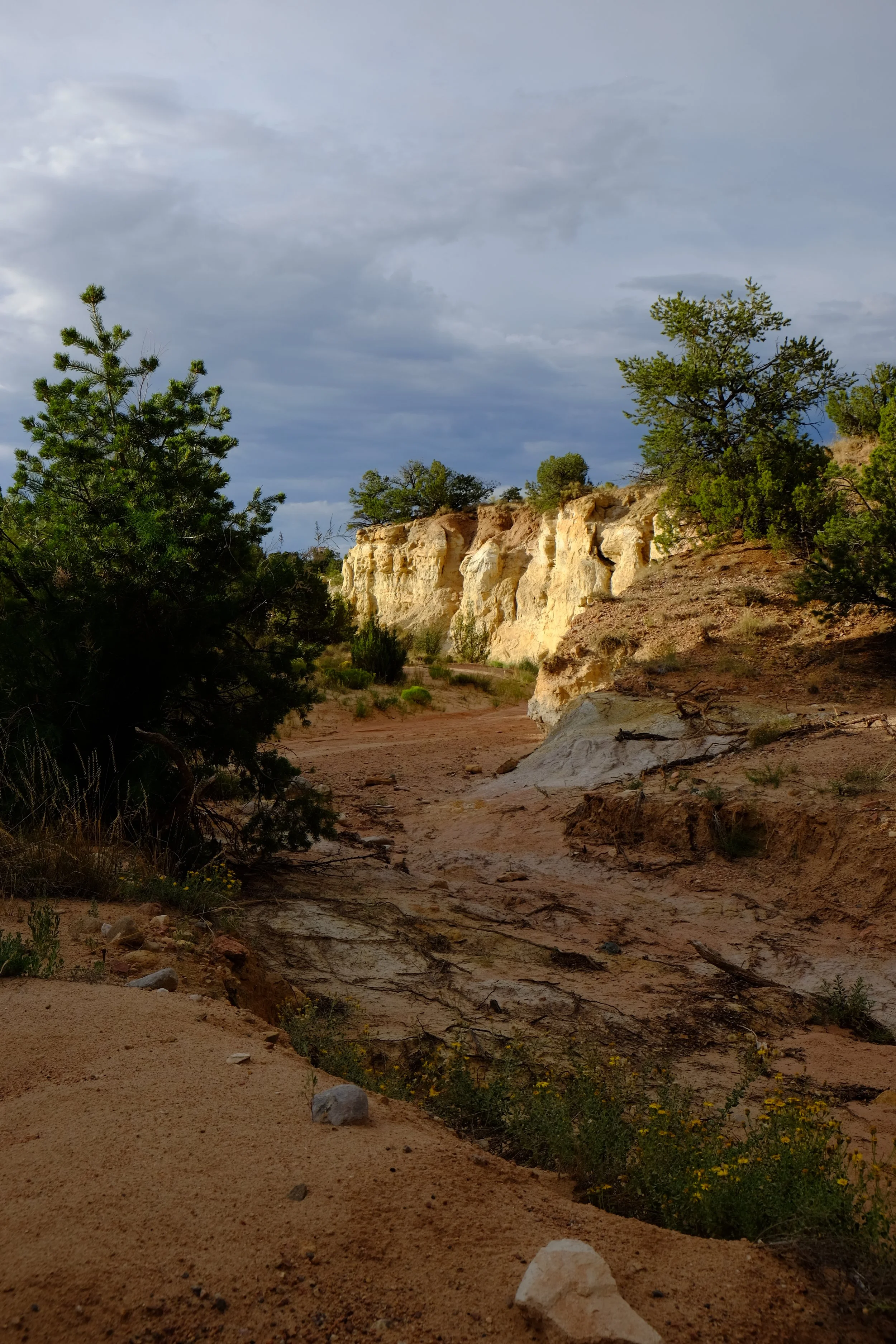 A desert landscape with sandy ground, sparse green shrubs, and small pine trees on a cloudy day.