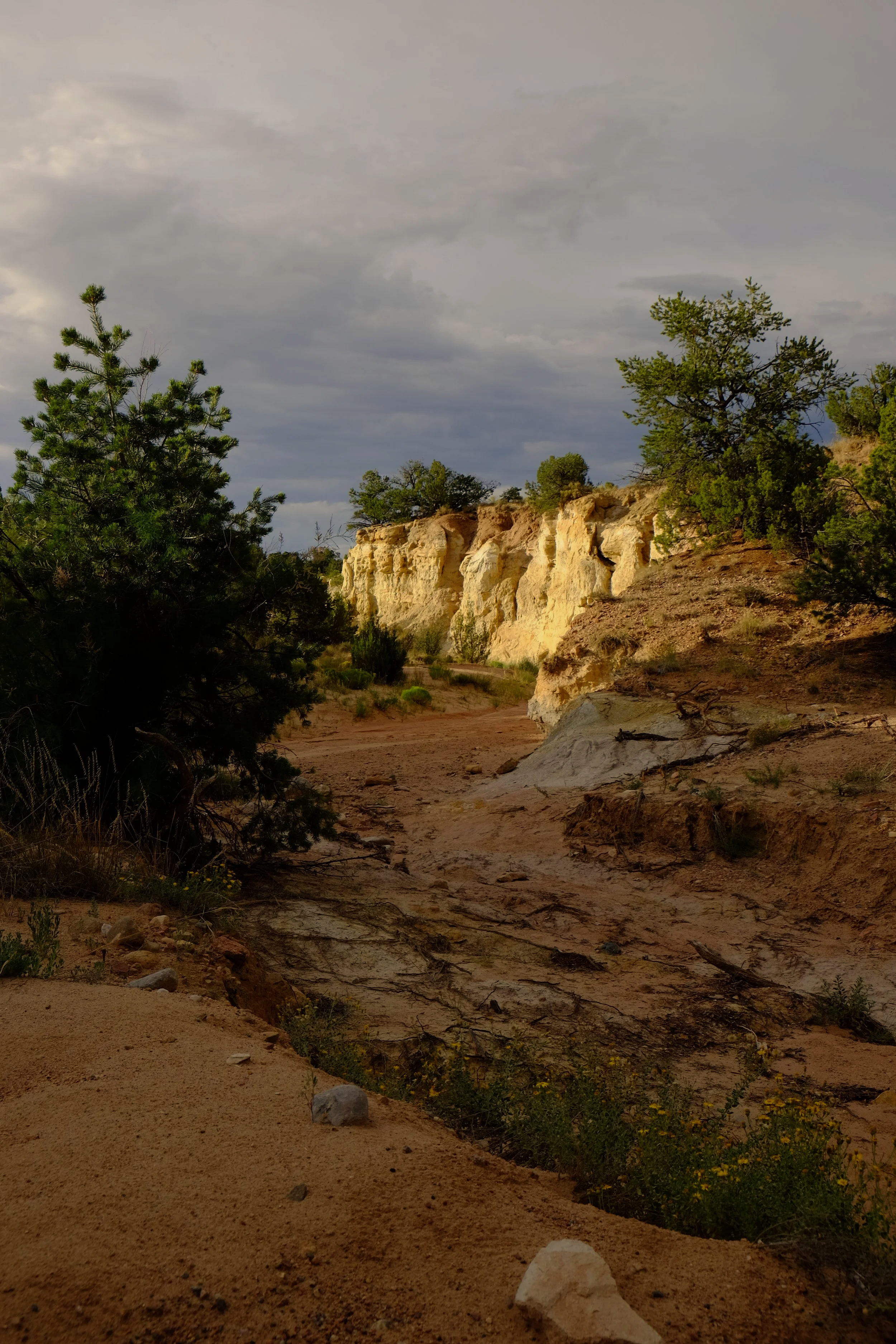 Desert landscape with sandy ground, sparse green bushes, and trees with a cloudy sky.