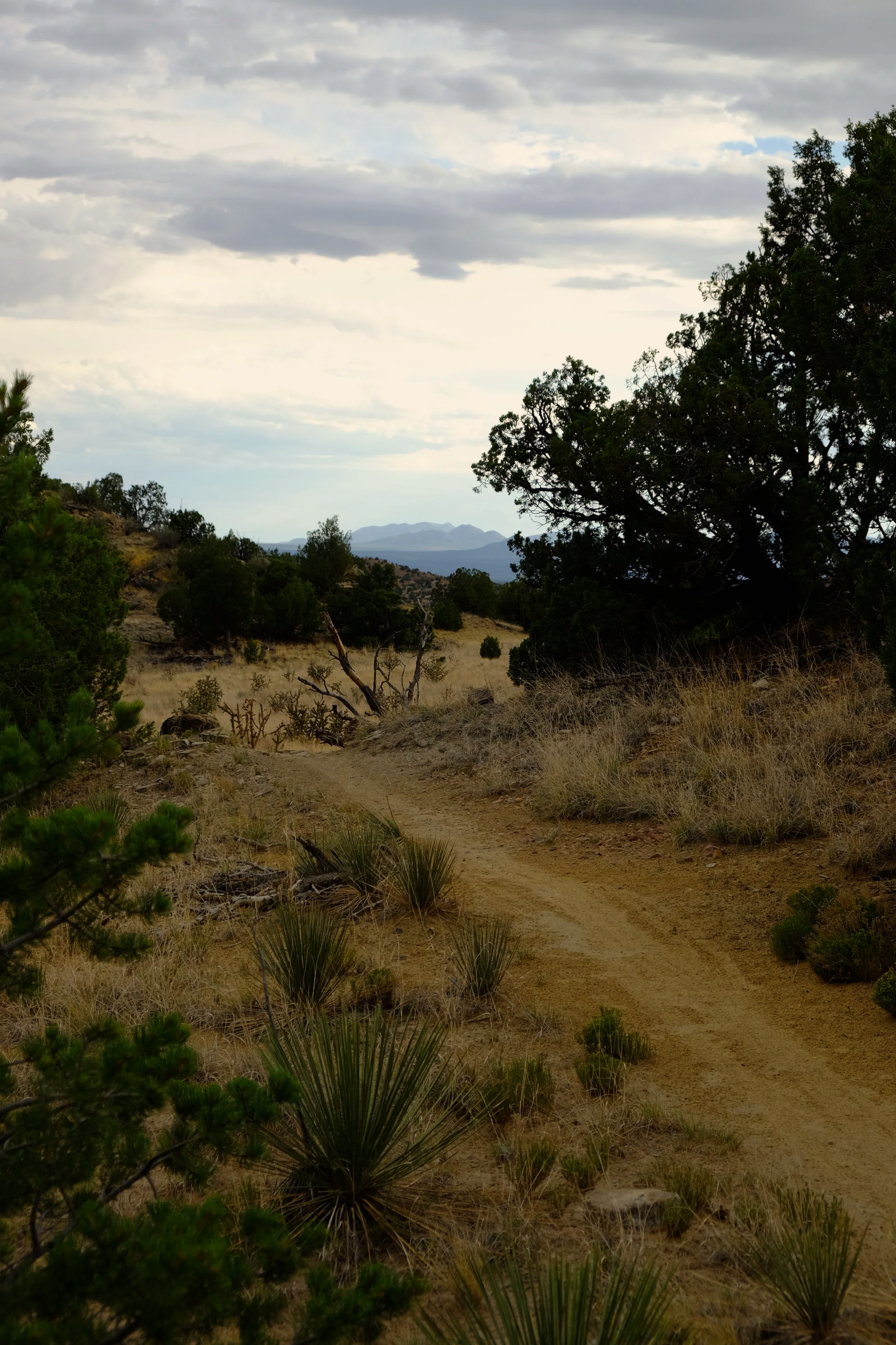 A dirt trail winds through a semi-arid landscape with sparse bushes and small trees, with larger trees and mountains visible in the distance under a cloudy sky