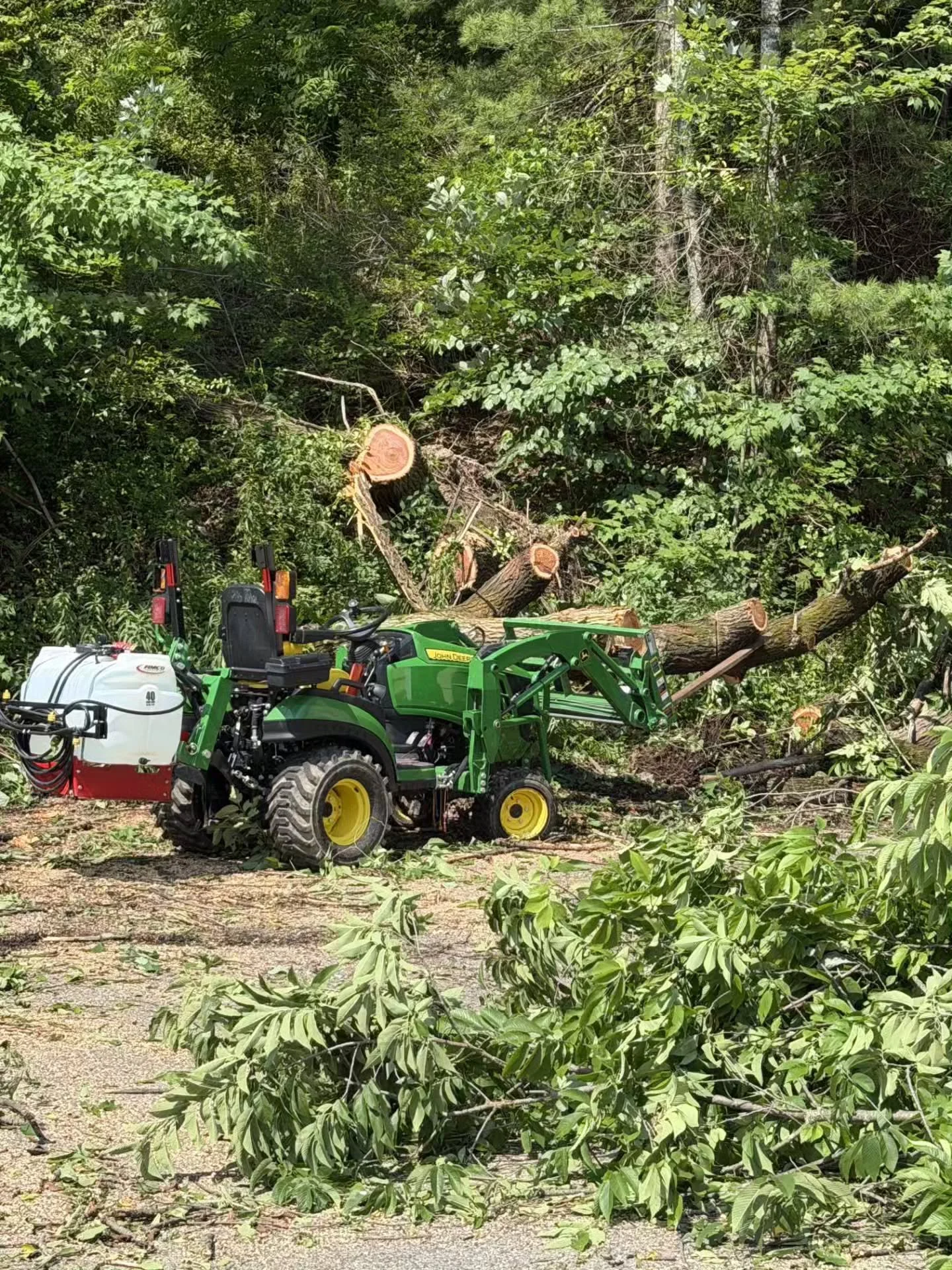 Massive tree cleanup