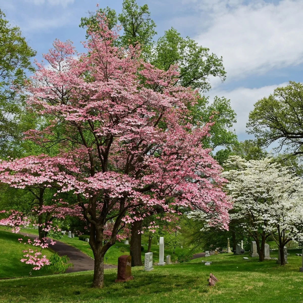 dogwood.jpg