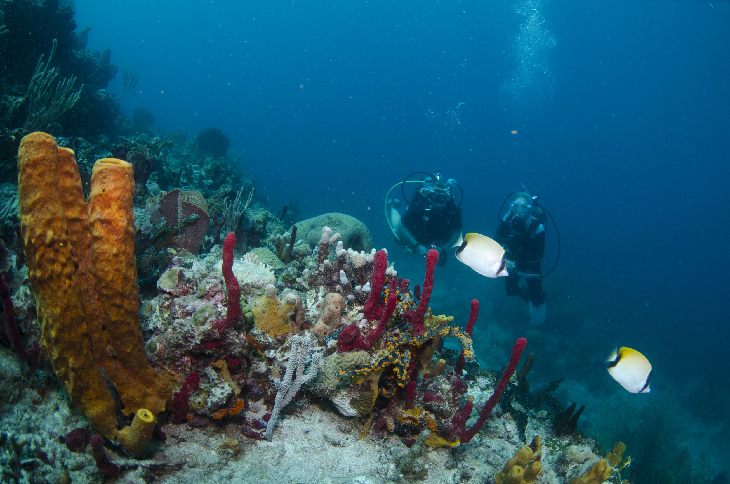 Coral Gardens,Credit SVG Tourism Authority.jpg