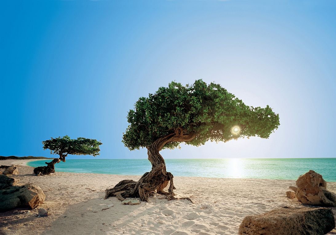 Divi trees at sunrise Aruba
